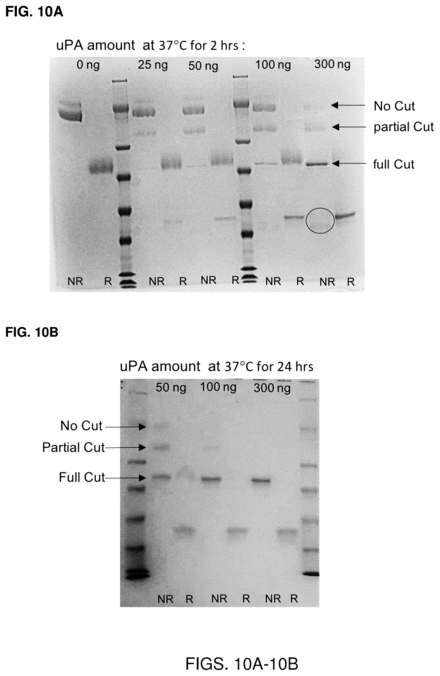 Patent US12319723 Figure 10 – Cytokine-based bioactivatable drugs and methods of uses thereof