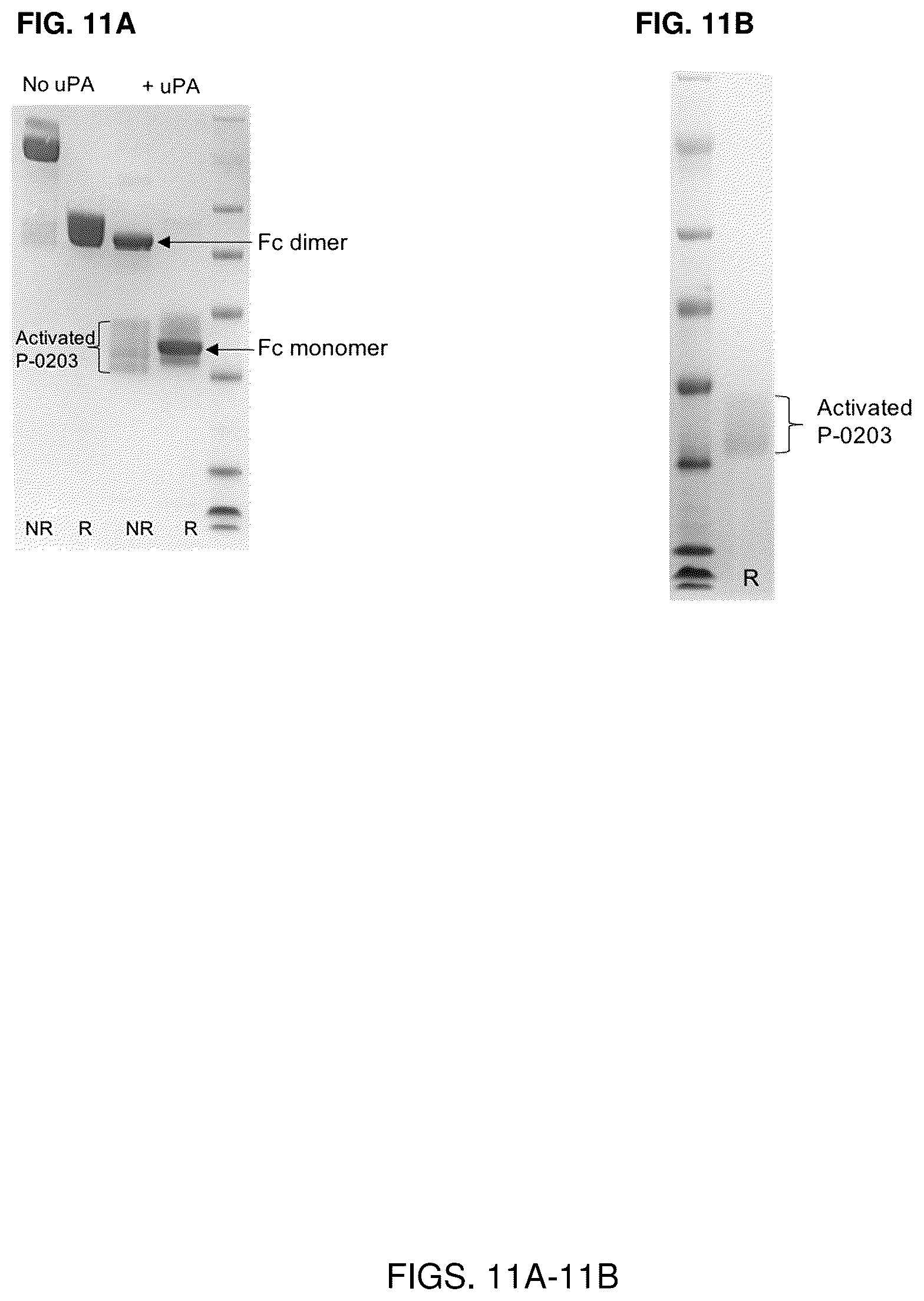 Patent US12319723 Figure 11 – Cytokine-based bioactivatable drugs and methods of uses thereof