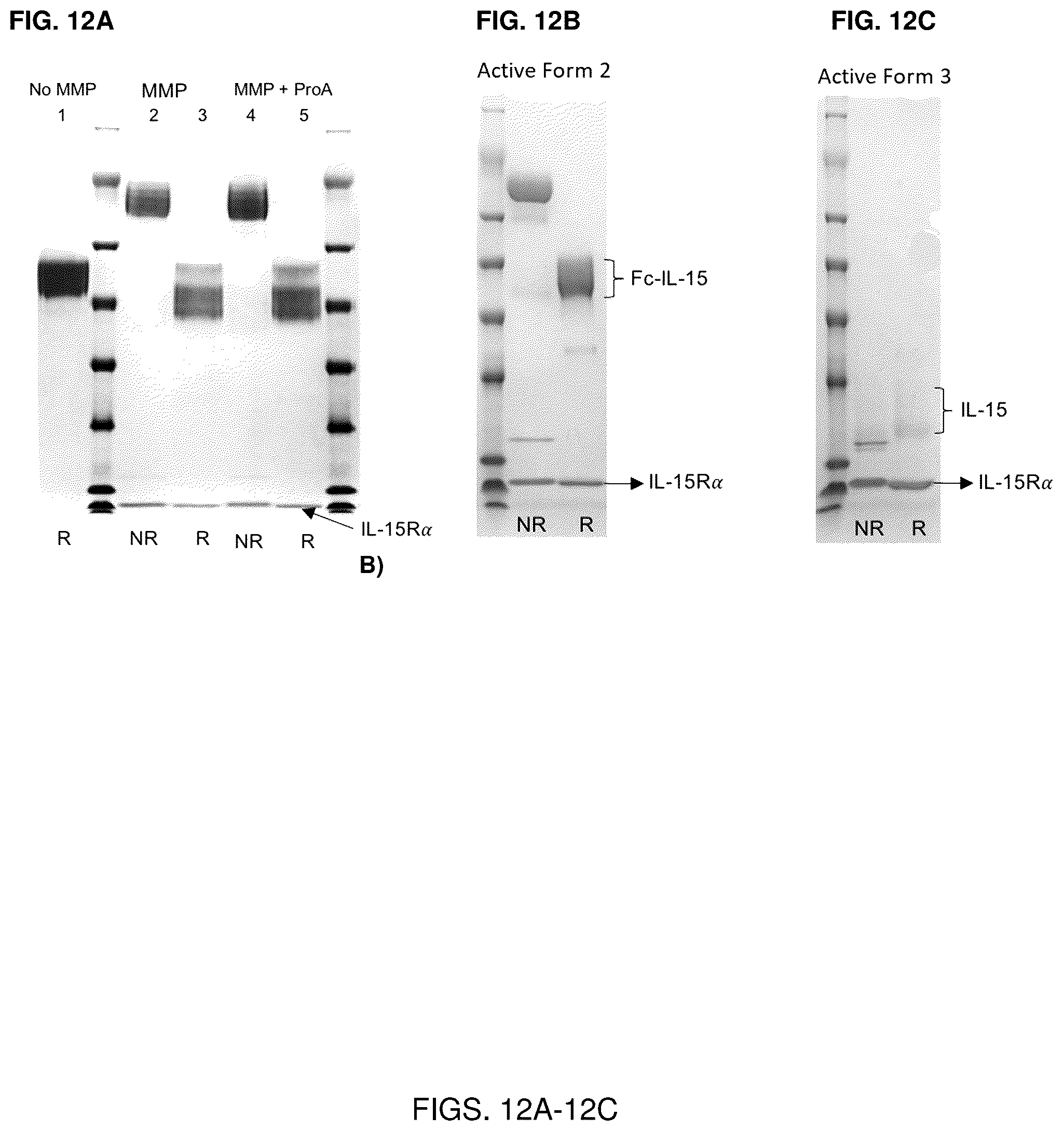 Patent US12319723 Figure 12 – Cytokine-based bioactivatable drugs and methods of uses thereof