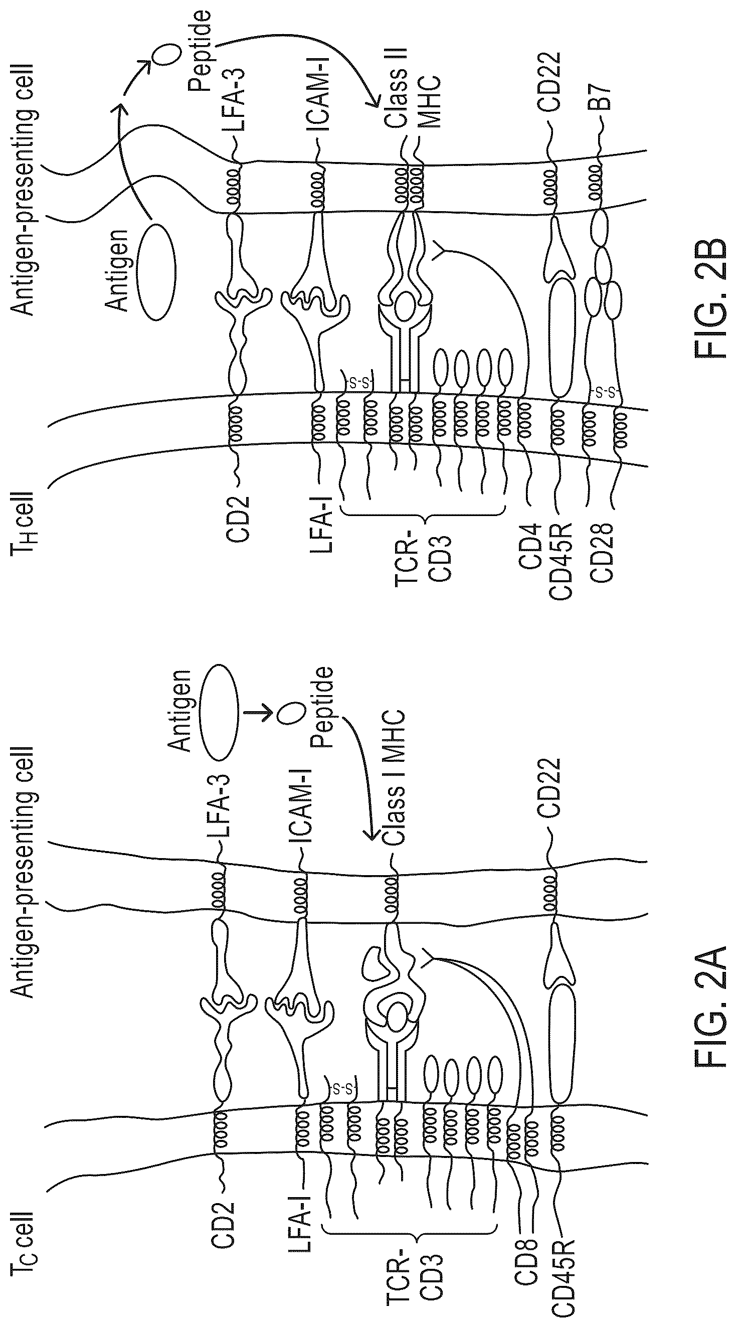 Patent US12319724 Figure 2 – IL2 agonists and methods of use thereof