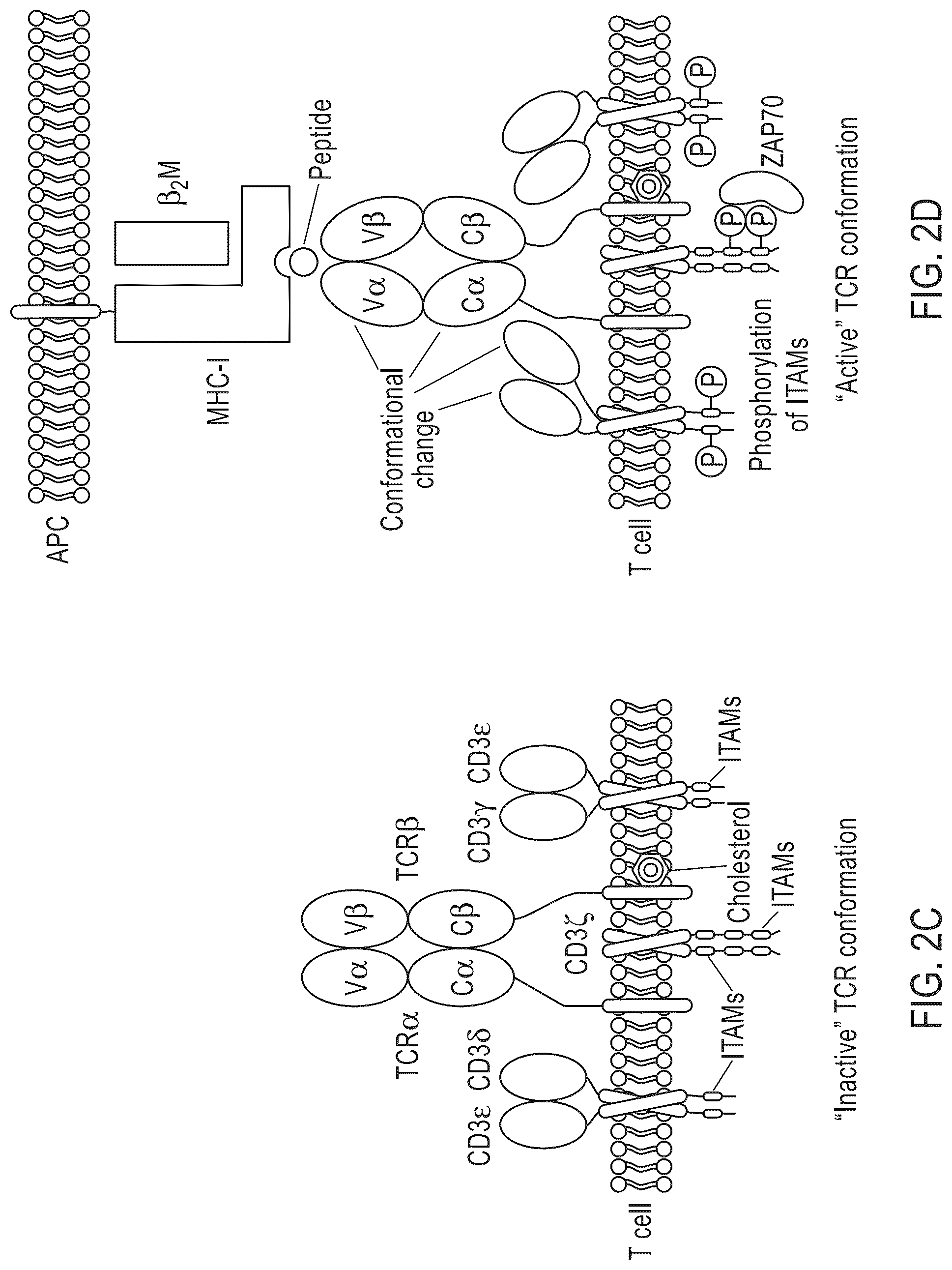 Patent US12319724 Figure 3 – IL2 agonists and methods of use thereof