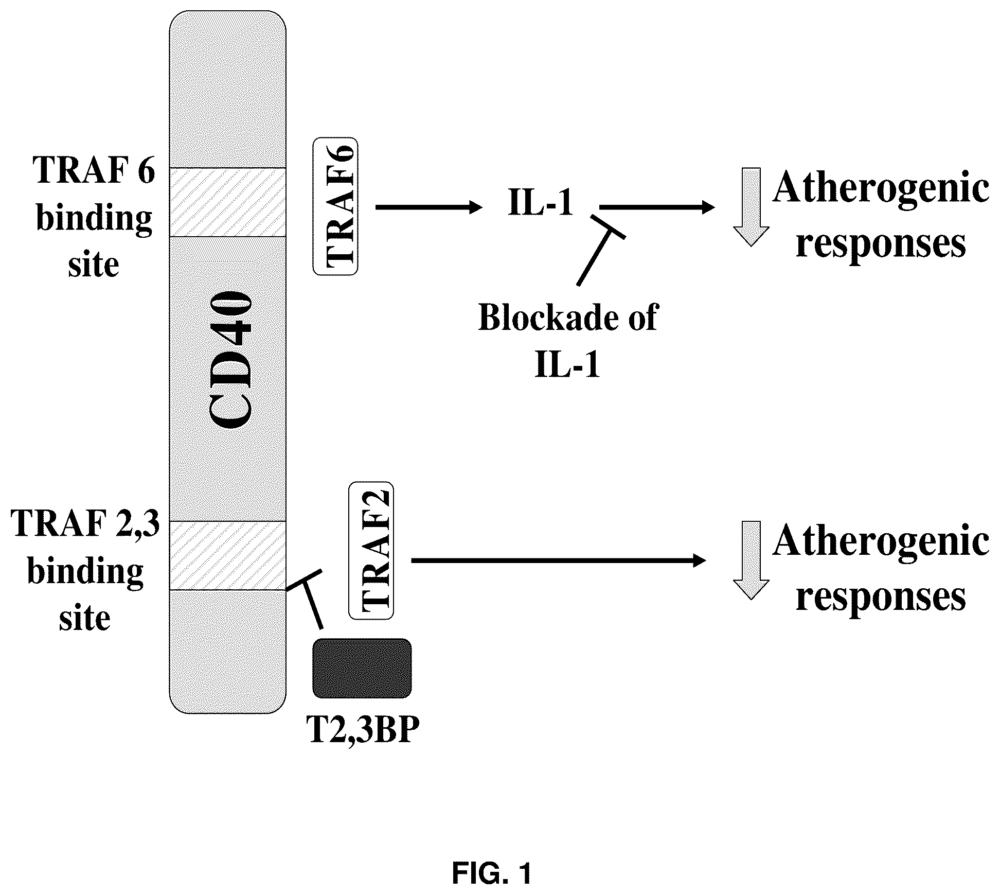 Patent US12319726 Figure 1 – Method for treating CD40-mediated diseases