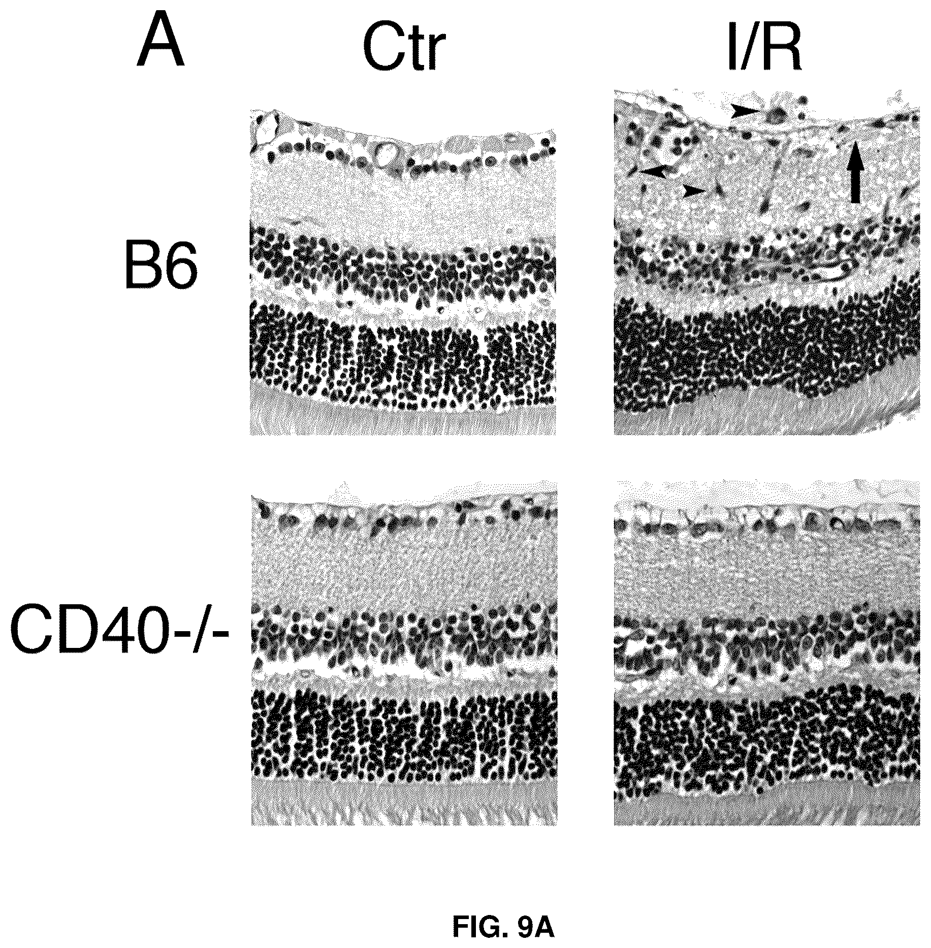 Patent US12319726 Figure 7 – Method for treating CD40-mediated diseases