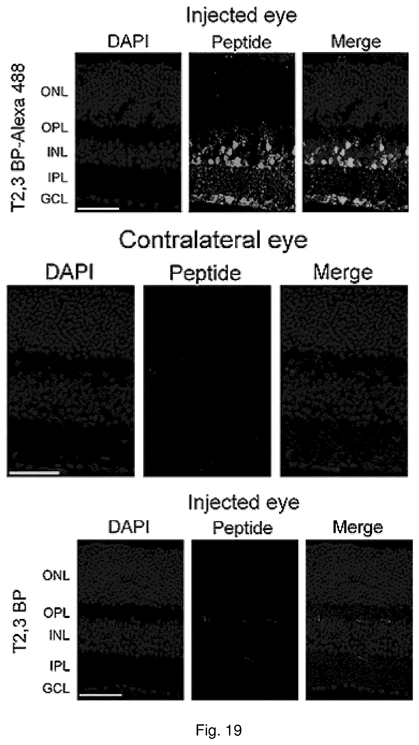 Patent US12319726 Figure 19 – Method for treating CD40-mediated diseases