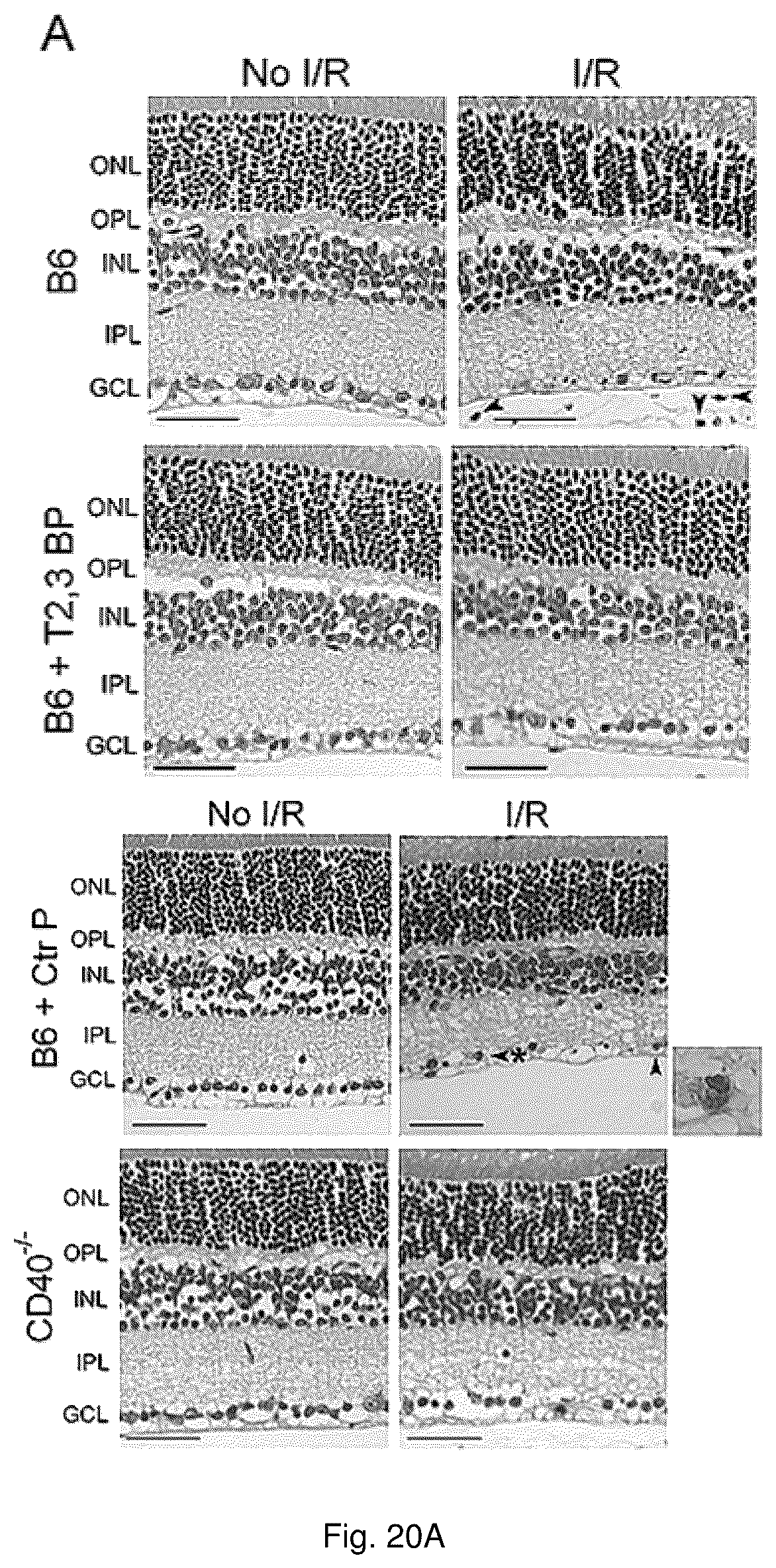 Patent US12319726 Figure 20 – Method for treating CD40-mediated diseases