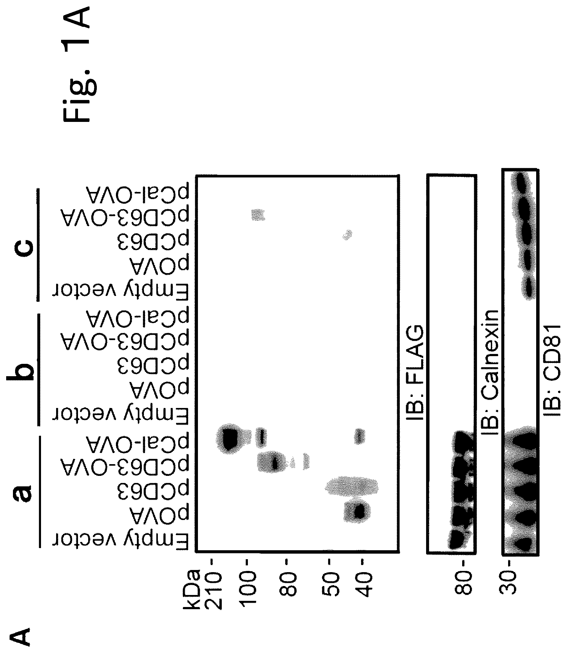 Patent US12319727 Figure 1 – Exosome-targeted DNA vaccine