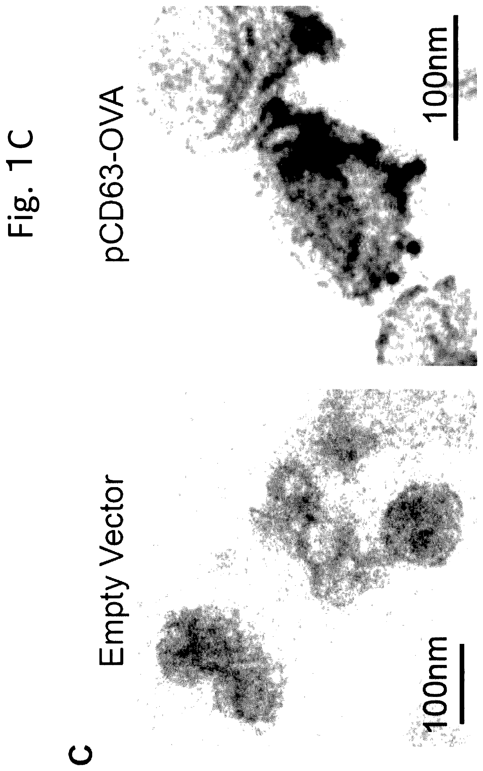 Patent US12319727 Figure 3 – Exosome-targeted DNA vaccine