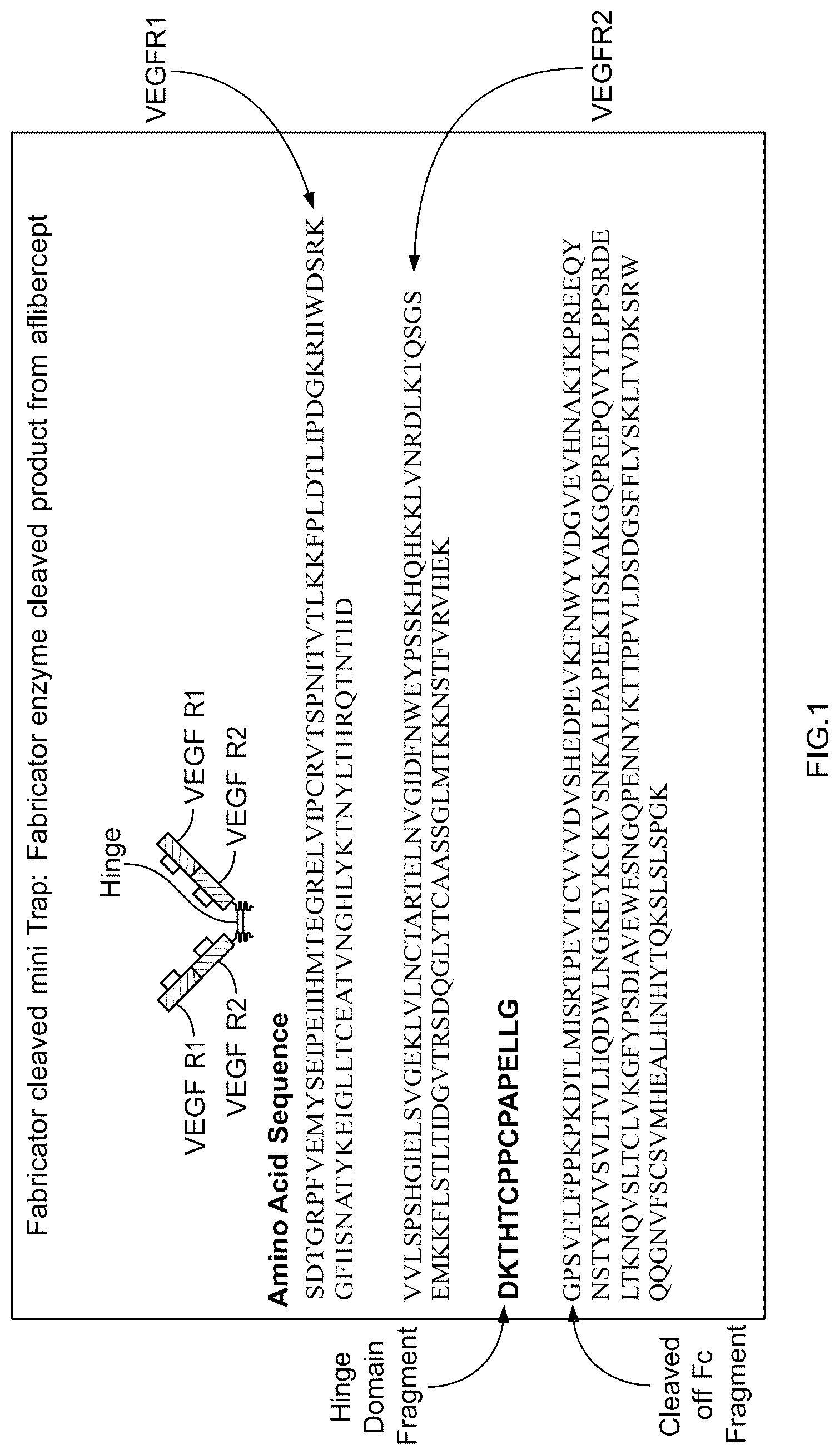 Patent US12319728 Figure 1 – Anti-VEGF protein compositions and methods for producing the same