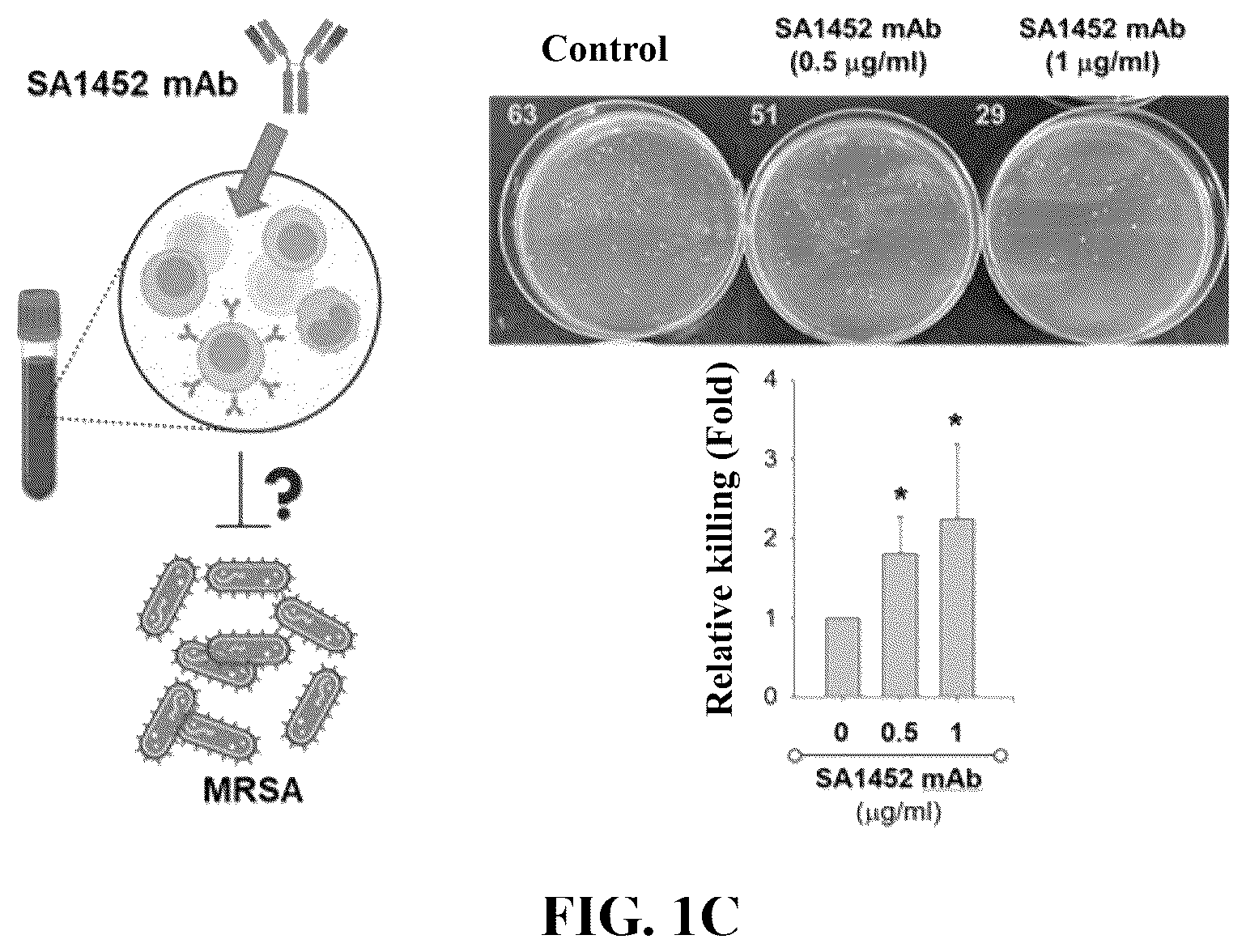 Patent US12319729 Figure 2 – Anti- Staphylococcus aureus specific antibody and nucleic acid encoding sequence thereof, and uses of the same