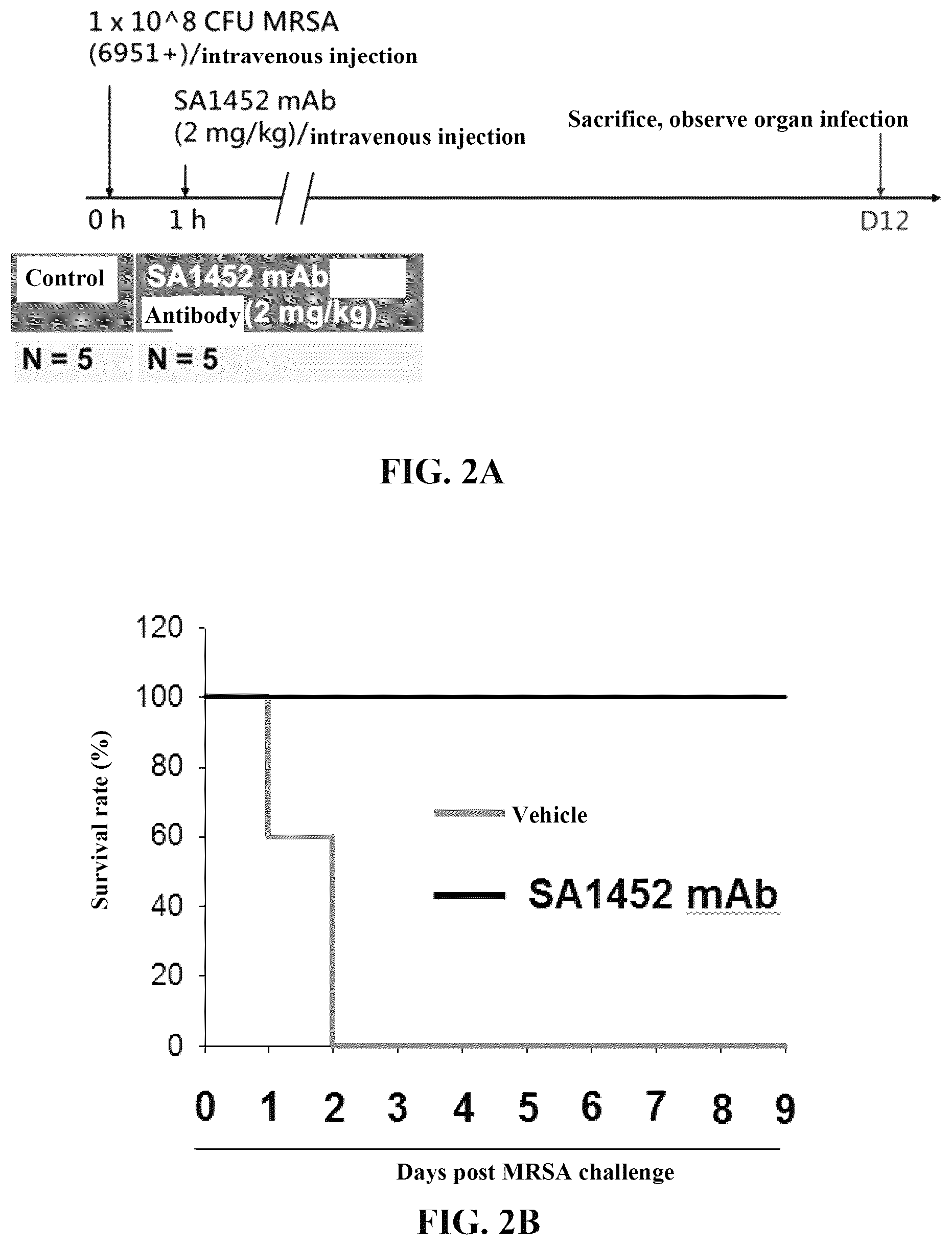 Patent US12319729 Figure 3 – Anti- Staphylococcus aureus specific antibody and nucleic acid encoding sequence thereof, and uses of the same