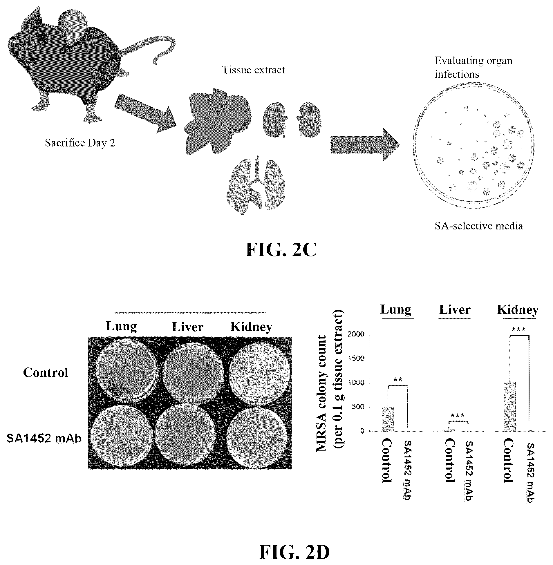 Patent US12319729 Figure 4 – Anti- Staphylococcus aureus specific antibody and nucleic acid encoding sequence thereof, and uses of the same