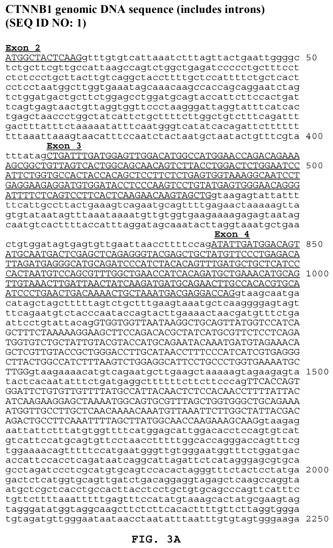 Patent US12319730 Figure 3 – Use of beta-catenin as a biomarker for treating cancers using anti-Dkk-1 antibody