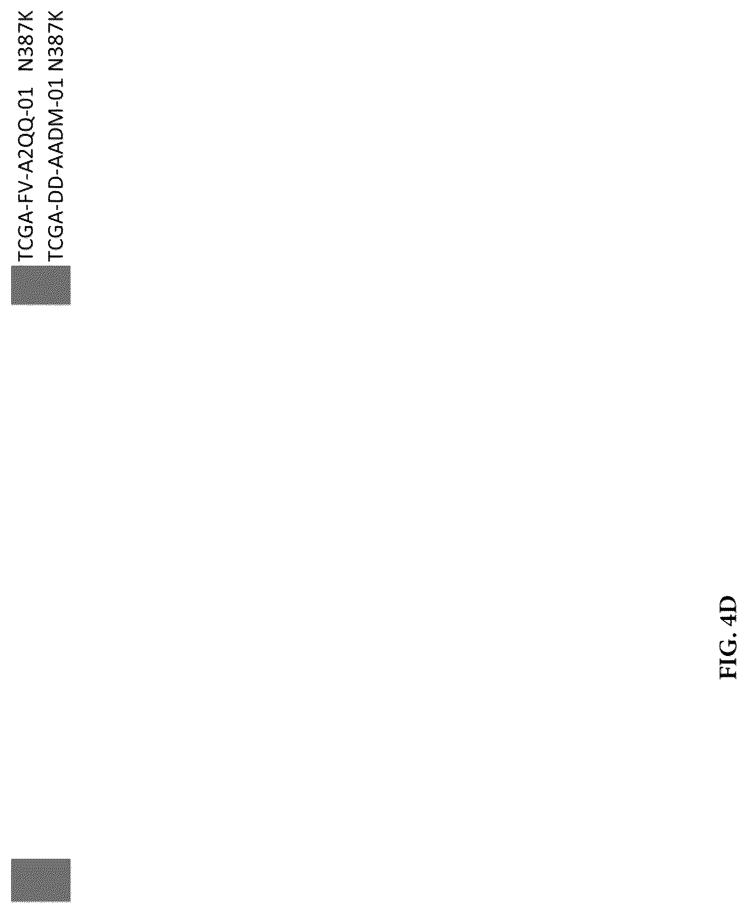 Patent US12319730 Figure 12 – Use of beta-catenin as a biomarker for treating cancers using anti-Dkk-1 antibody