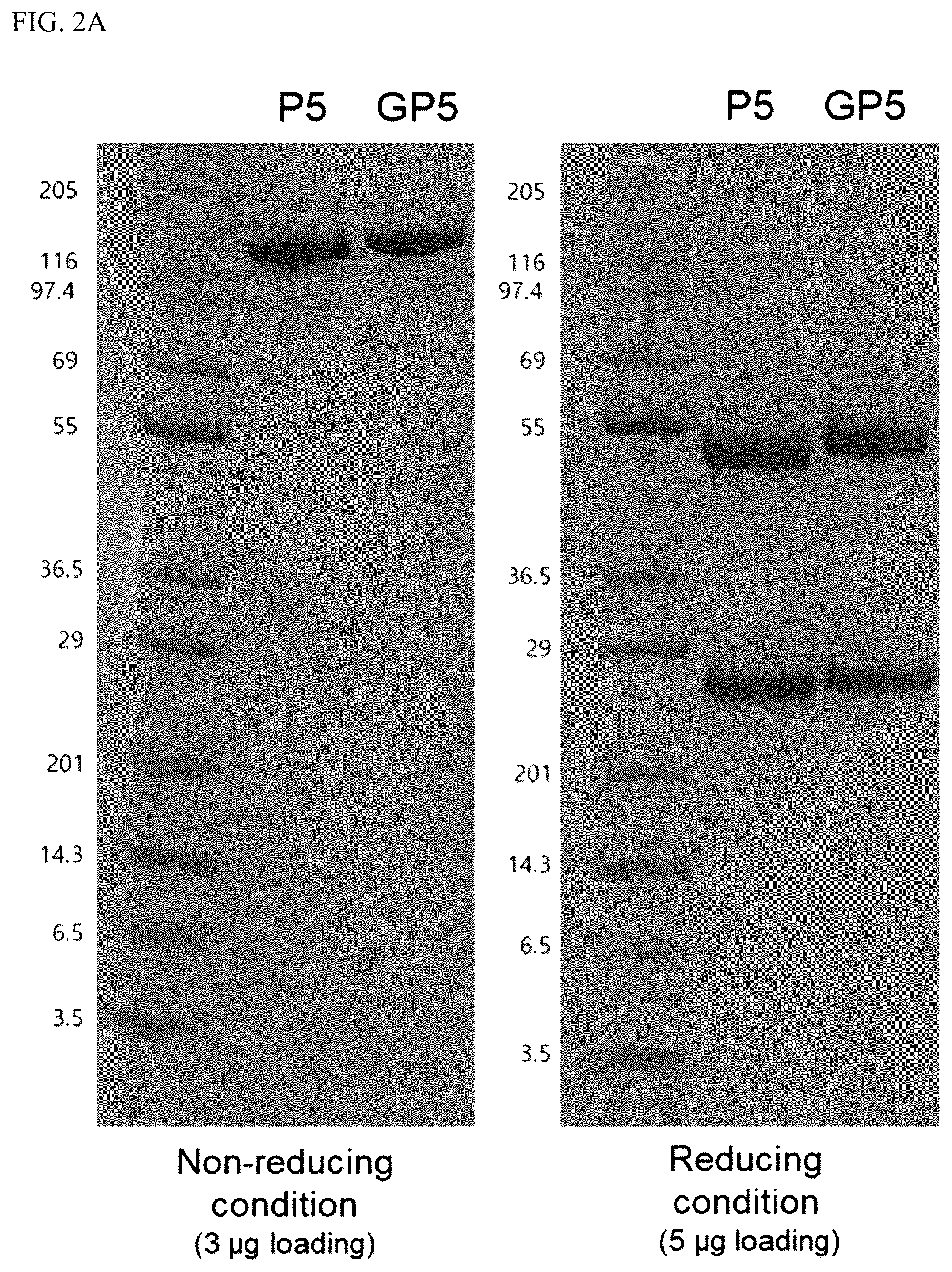Patent US12319732 Figure 2 – Anti-beta 1 integrin humanized antibody, and pharmaceutical composition for treating cancer, comprising same