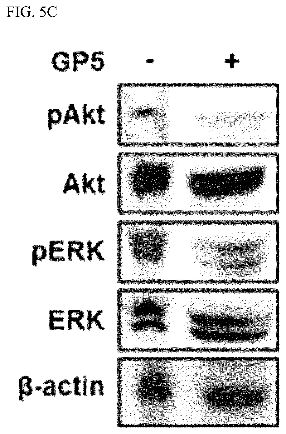 Patent US12319732 Figure 9 – Anti-beta 1 integrin humanized antibody, and pharmaceutical composition for treating cancer, comprising same