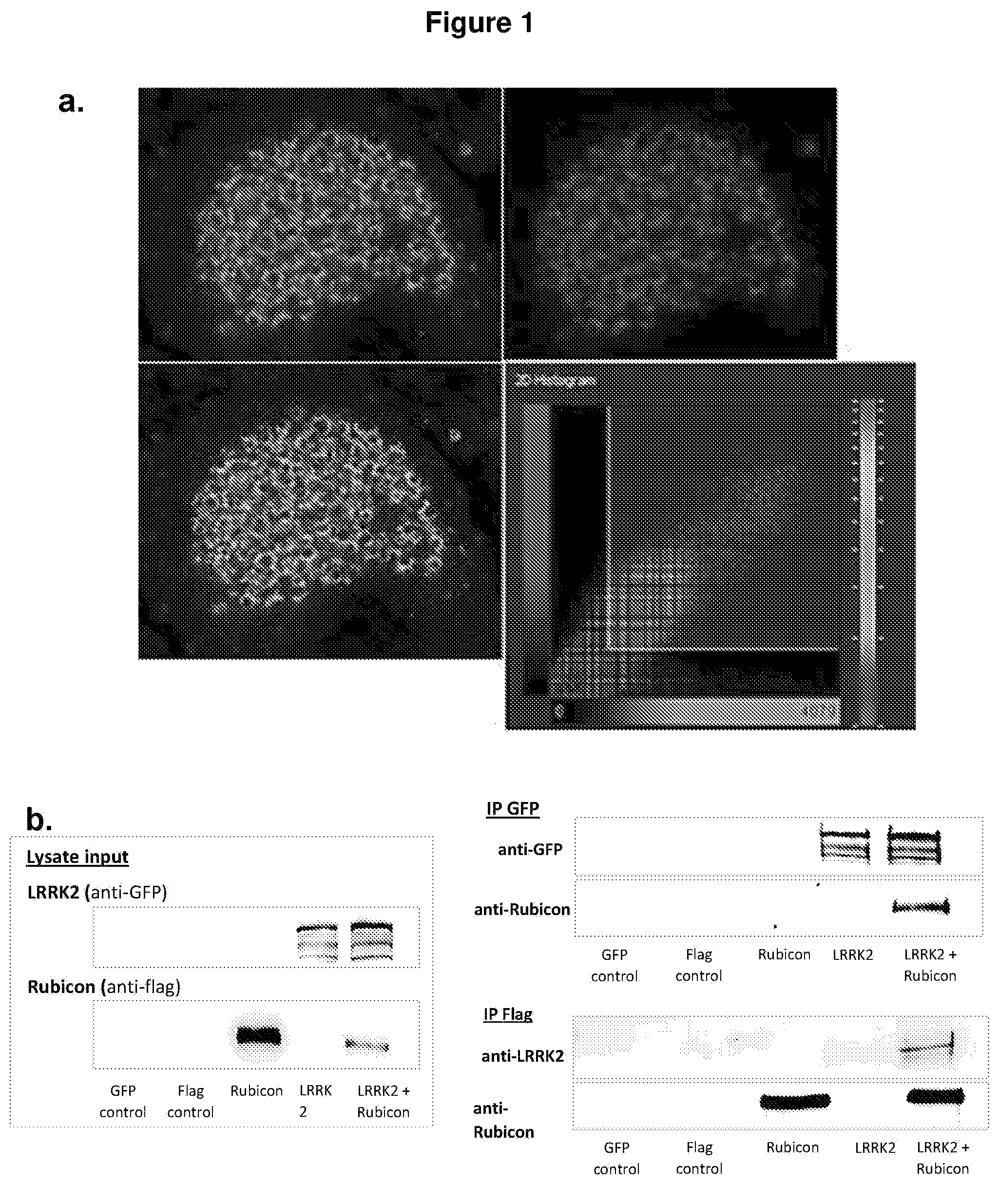 Patent US12319733 Figure 1 – THREONINE166 and SERINE189 of rubicon run domain as LRRK2 kinase inhibition target sites