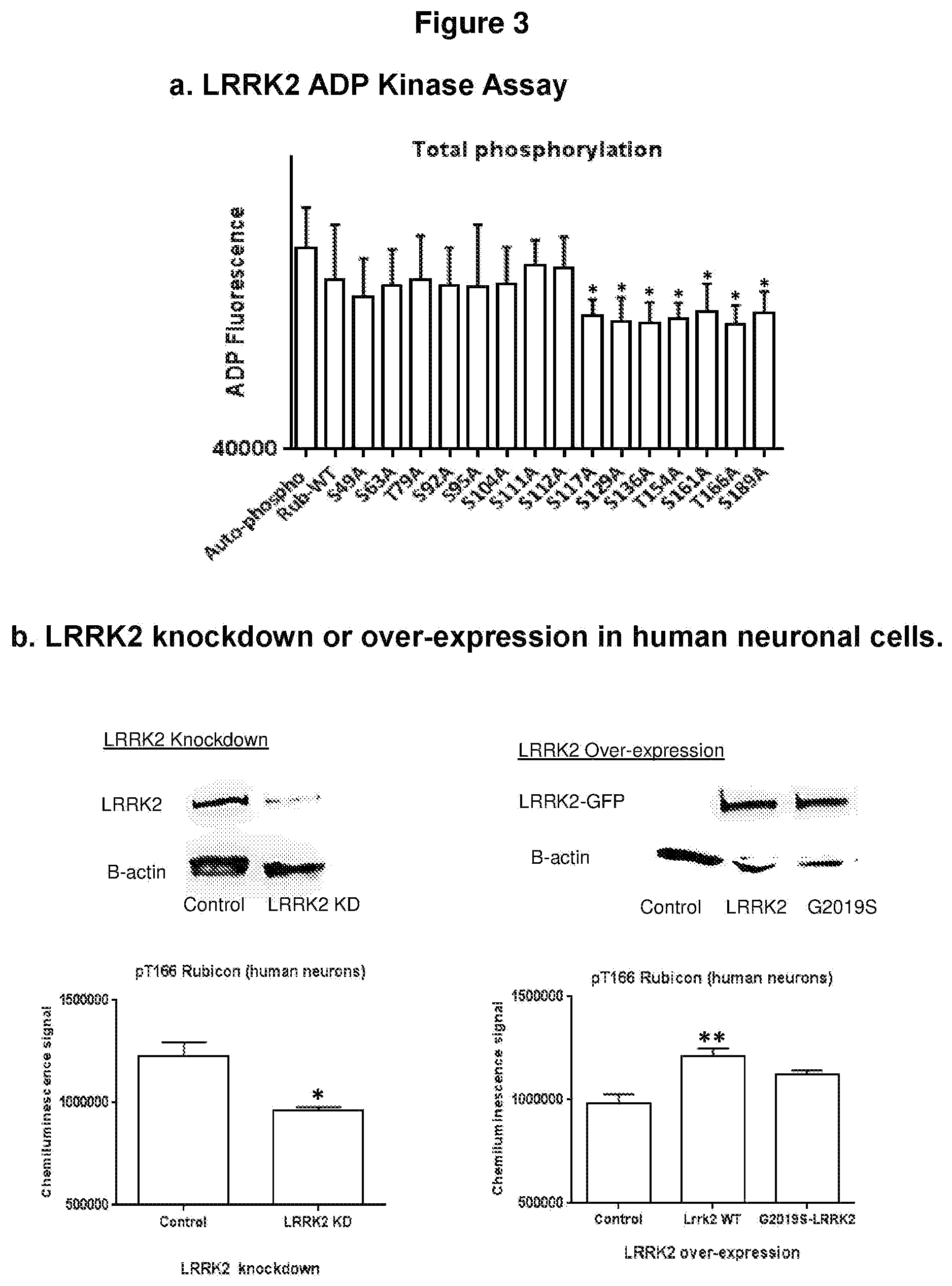 Patent US12319733 Figure 3 – THREONINE166 and SERINE189 of rubicon run domain as LRRK2 kinase inhibition target sites
