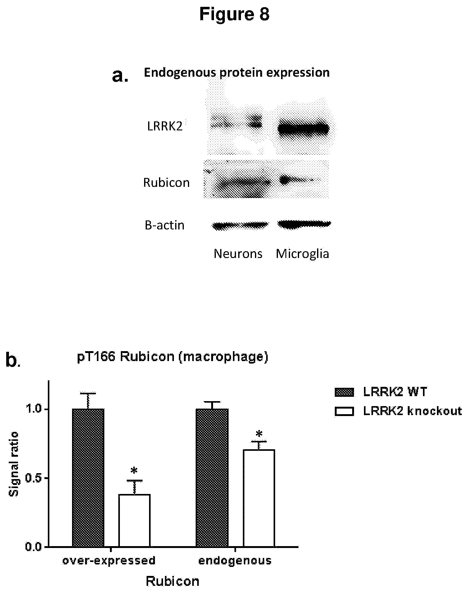 Patent US12319733 Figure 7 – THREONINE166 and SERINE189 of rubicon run domain as LRRK2 kinase inhibition target sites