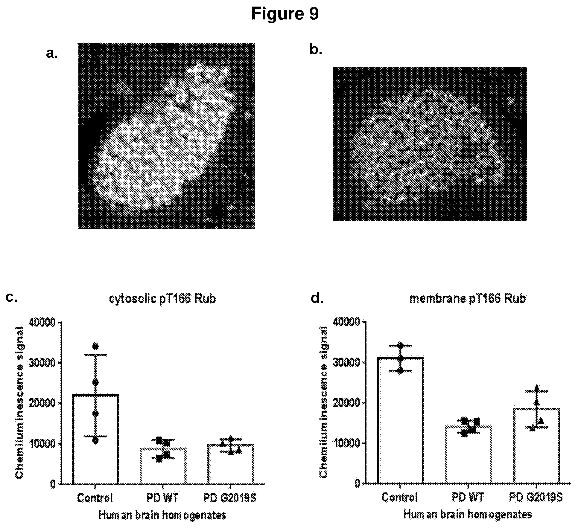 Patent US12319733 Figure 8 – THREONINE166 and SERINE189 of rubicon run domain as LRRK2 kinase inhibition target sites