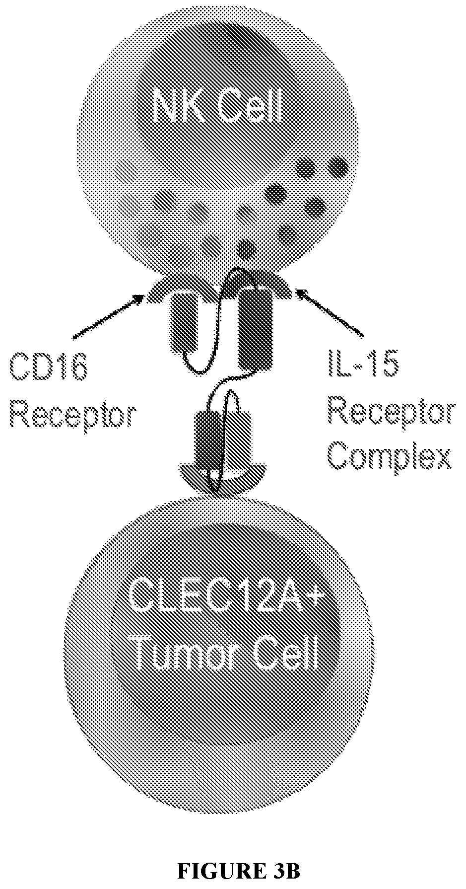 Patent US12319737 Figure 6 – NK engager molecules and methods of use thereof