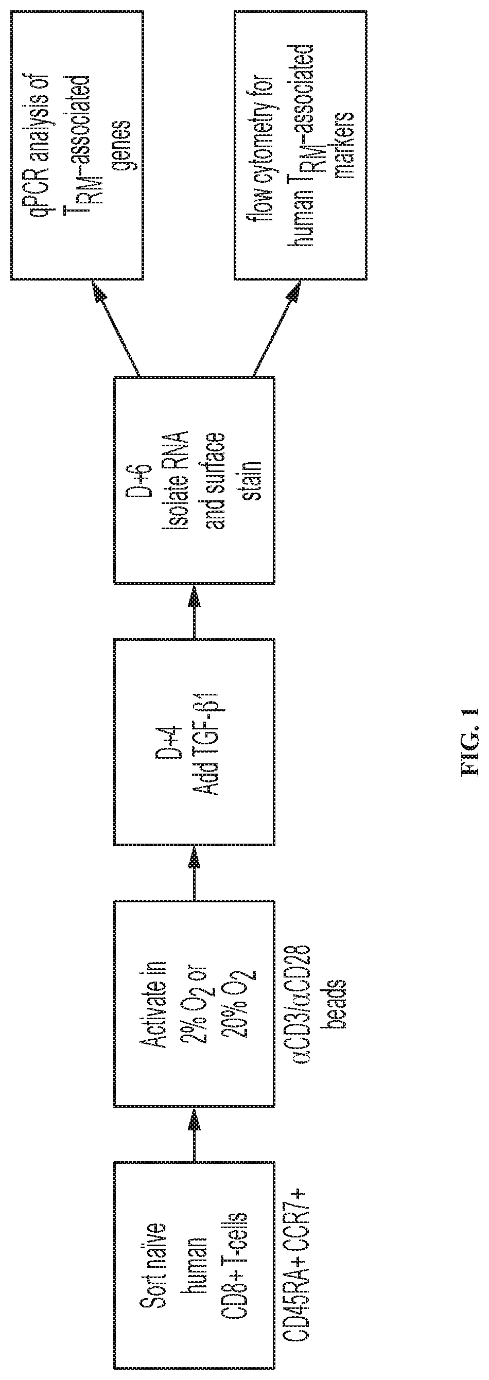 Patent US12319740 — Methods for production of tissue resident memory-like T cells and use thereof — Figure 1