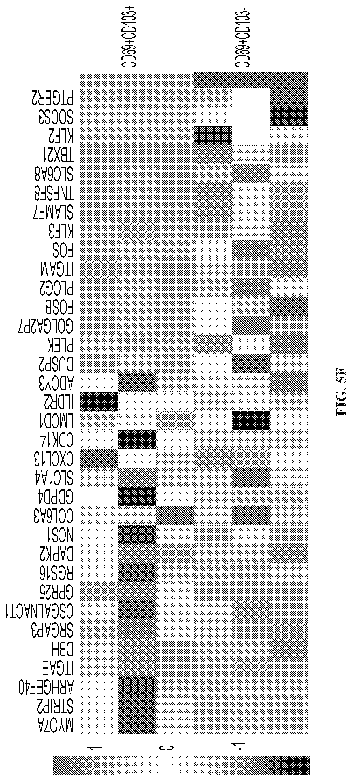 Patent US12319740 Figure 16 – Methods for production of tissue resident memory-like T cells and use thereof