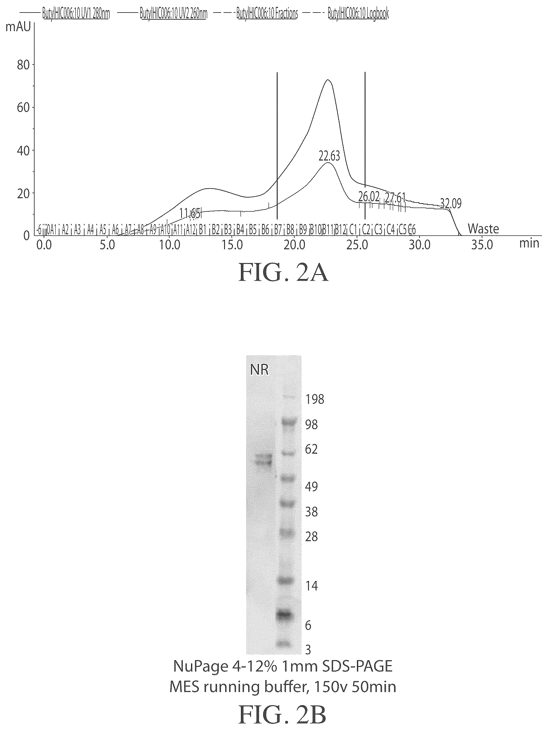 Patent US12319743 Figure 2 – Complexes comprising an anti-transferrin receptor antibody linked to an oligonucleotide and method of delivering oligonucleotide to a subject