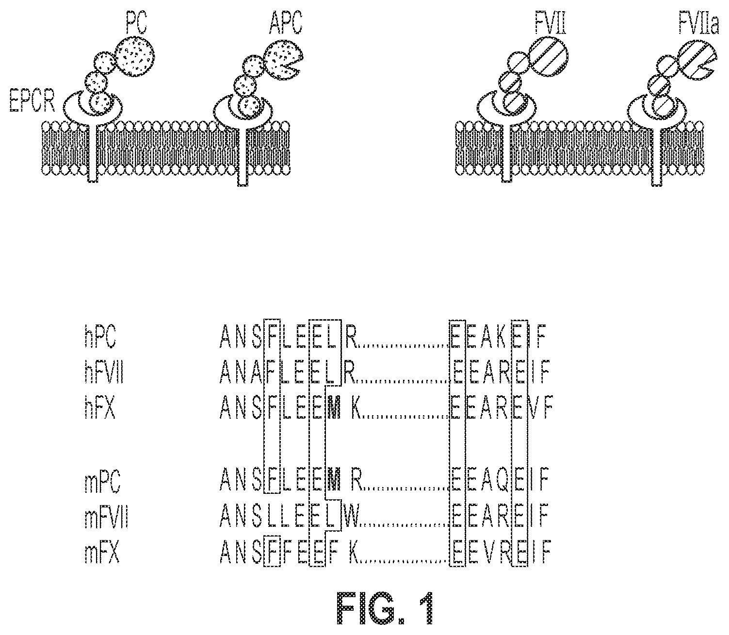 Patent US12319744 Figure 1 – Treatment and prevention of hemophilic arthropathy with an antibody against endothelial cell protein C receptor (EPCR)