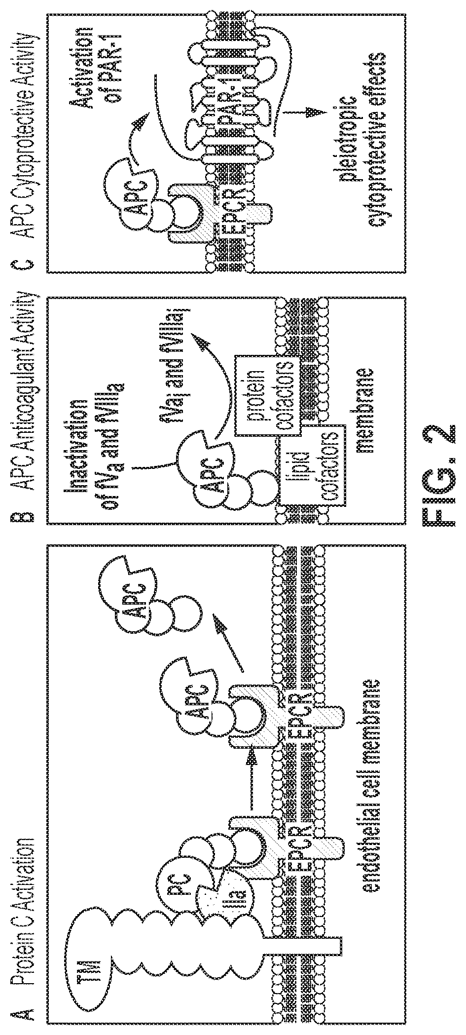 Patent US12319744 Figure 2 – Treatment and prevention of hemophilic arthropathy with an antibody against endothelial cell protein C receptor (EPCR)