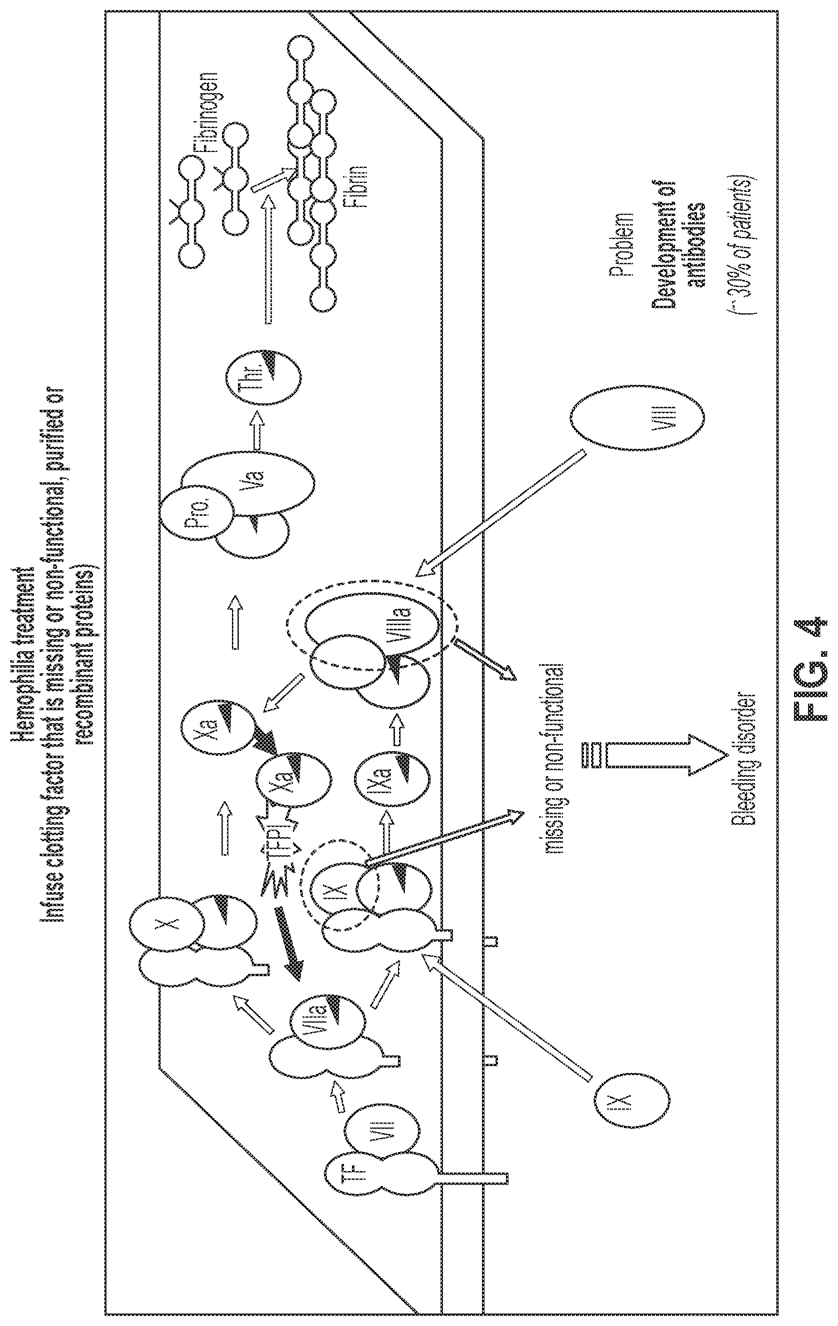 Patent US12319744 Figure 4 – Treatment and prevention of hemophilic arthropathy with an antibody against endothelial cell protein C receptor (EPCR)