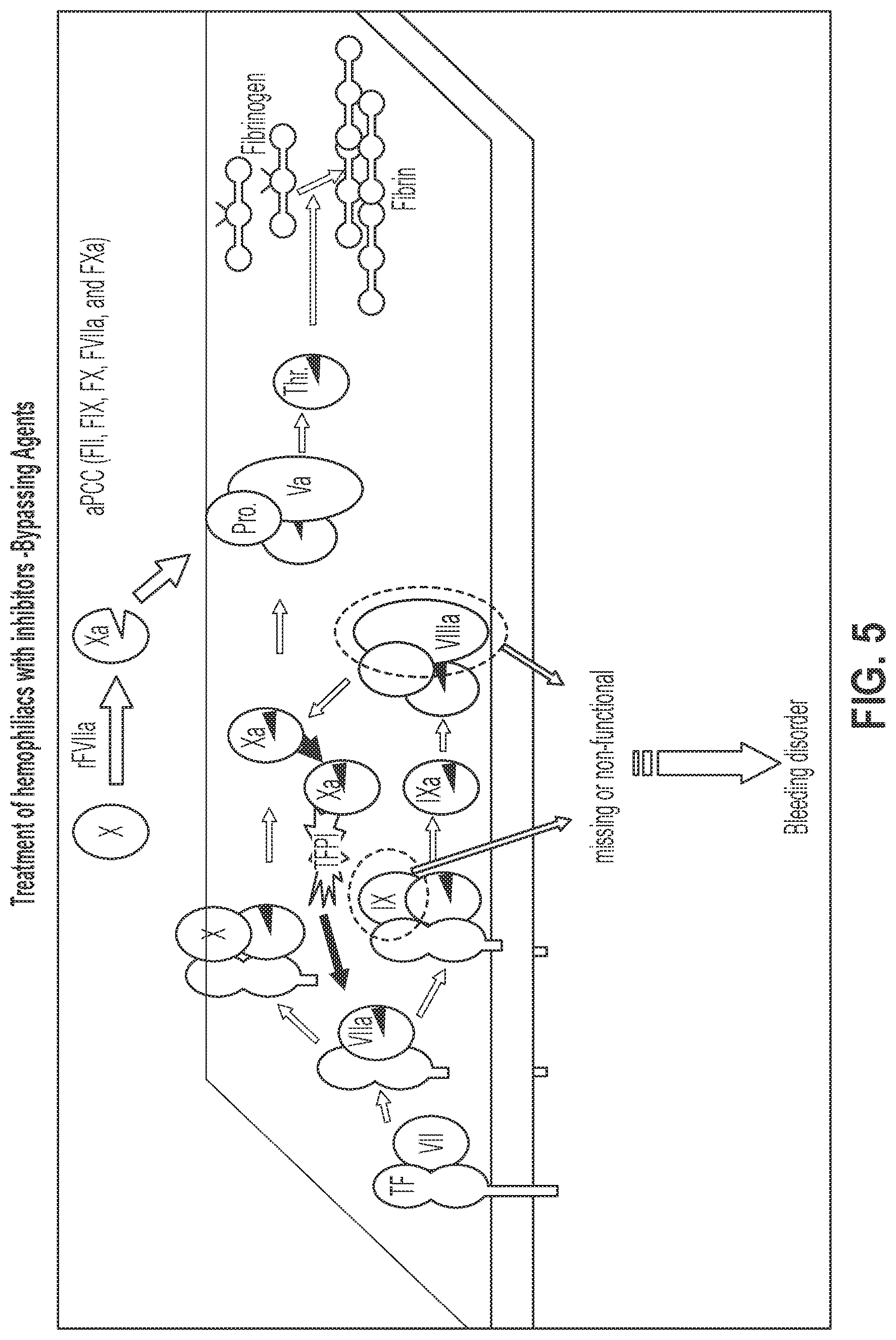 Patent US12319744 Figure 5 – Treatment and prevention of hemophilic arthropathy with an antibody against endothelial cell protein C receptor (EPCR)
