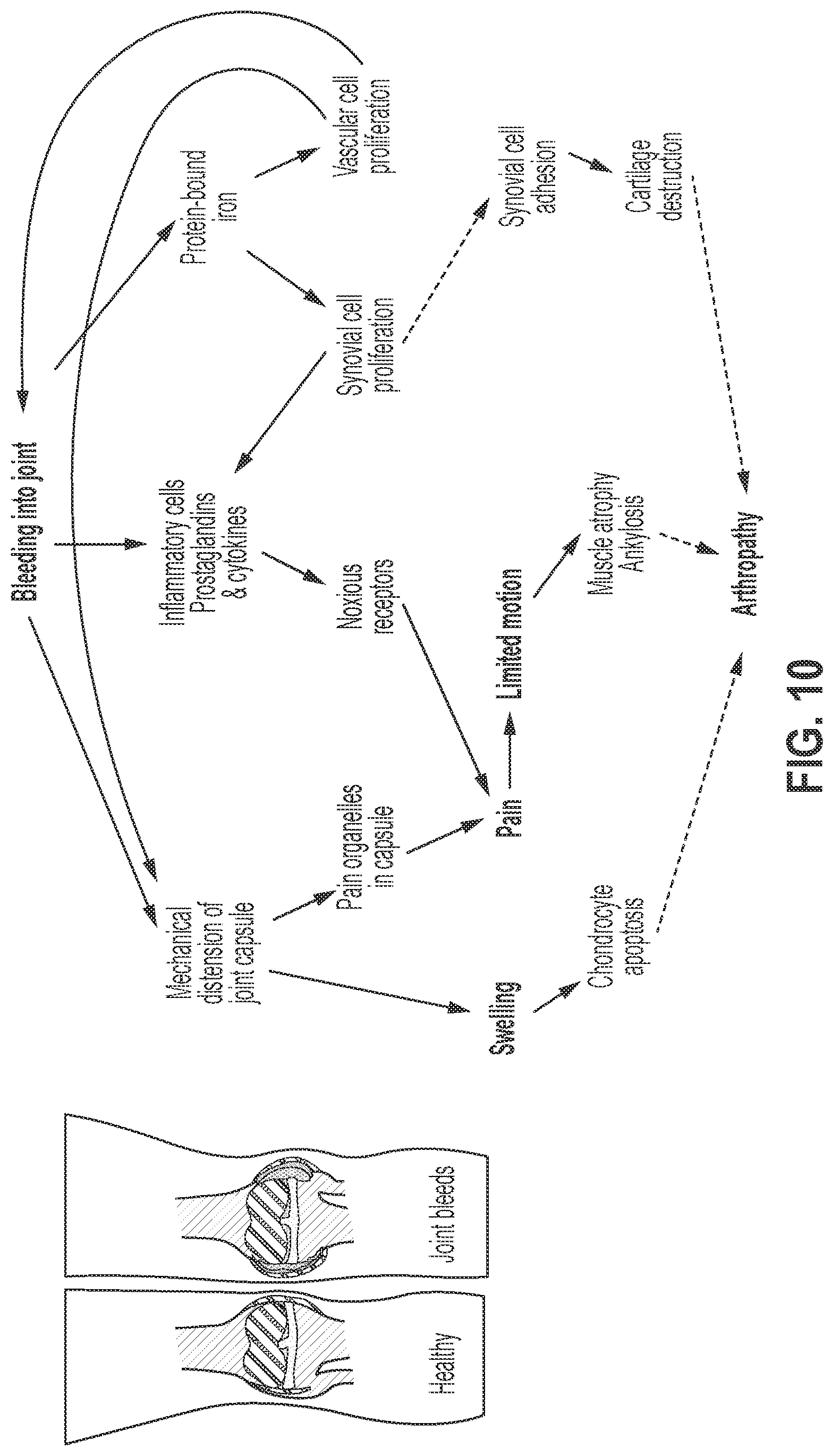 Patent US12319744 Figure 10 – Treatment and prevention of hemophilic arthropathy with an antibody against endothelial cell protein C receptor (EPCR)