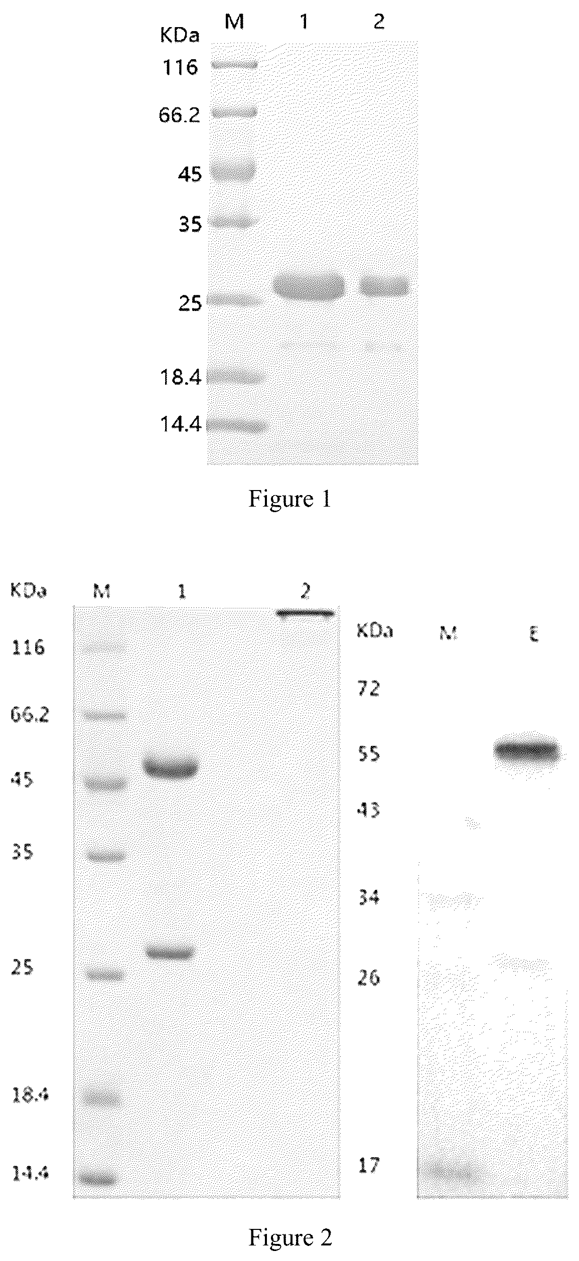 Patent US12319747 — Methods of using anti-SP17 immunotherapeutics — Figure 1