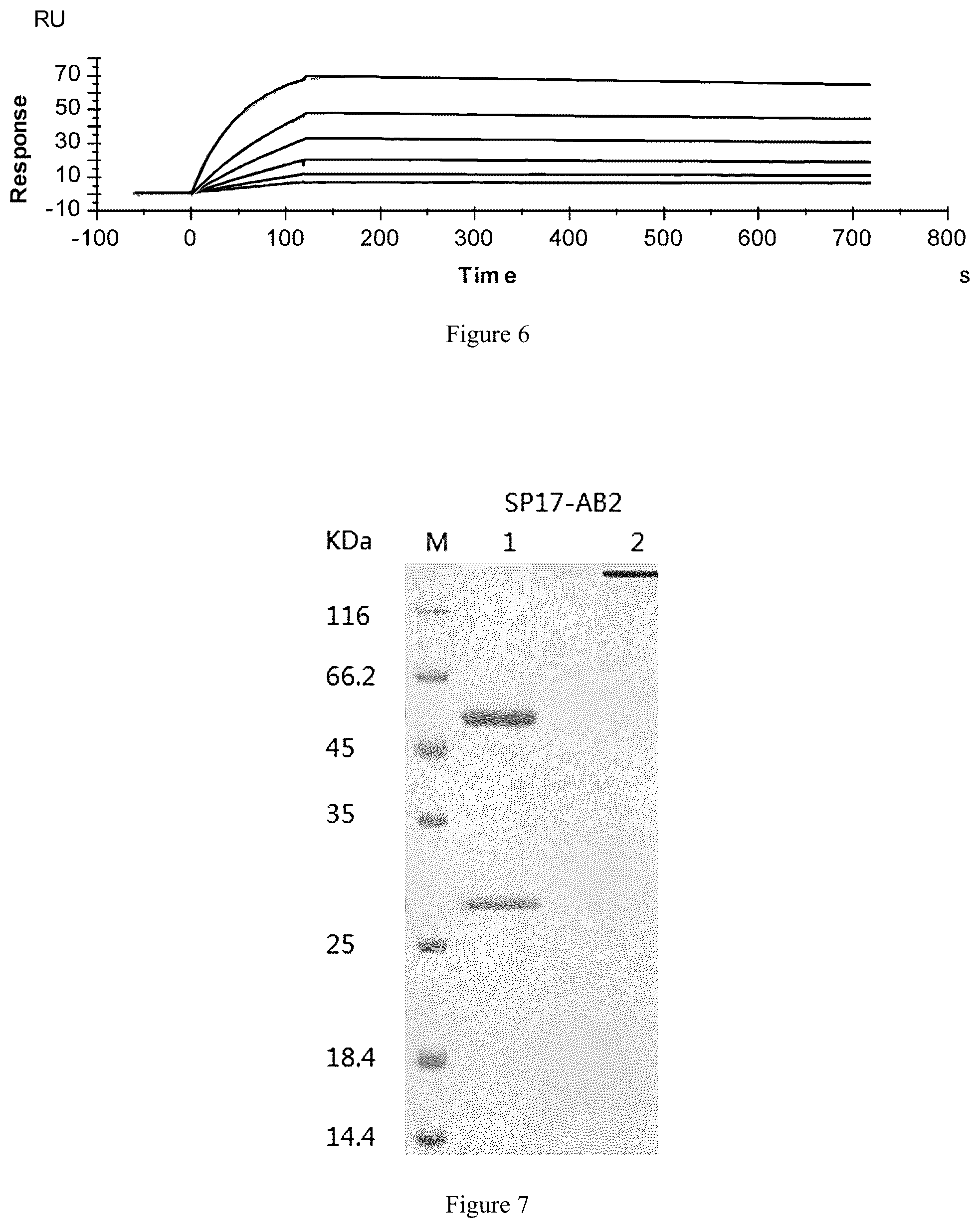Patent US12319747 Figure 3 – Methods of using anti-SP17 immunotherapeutics