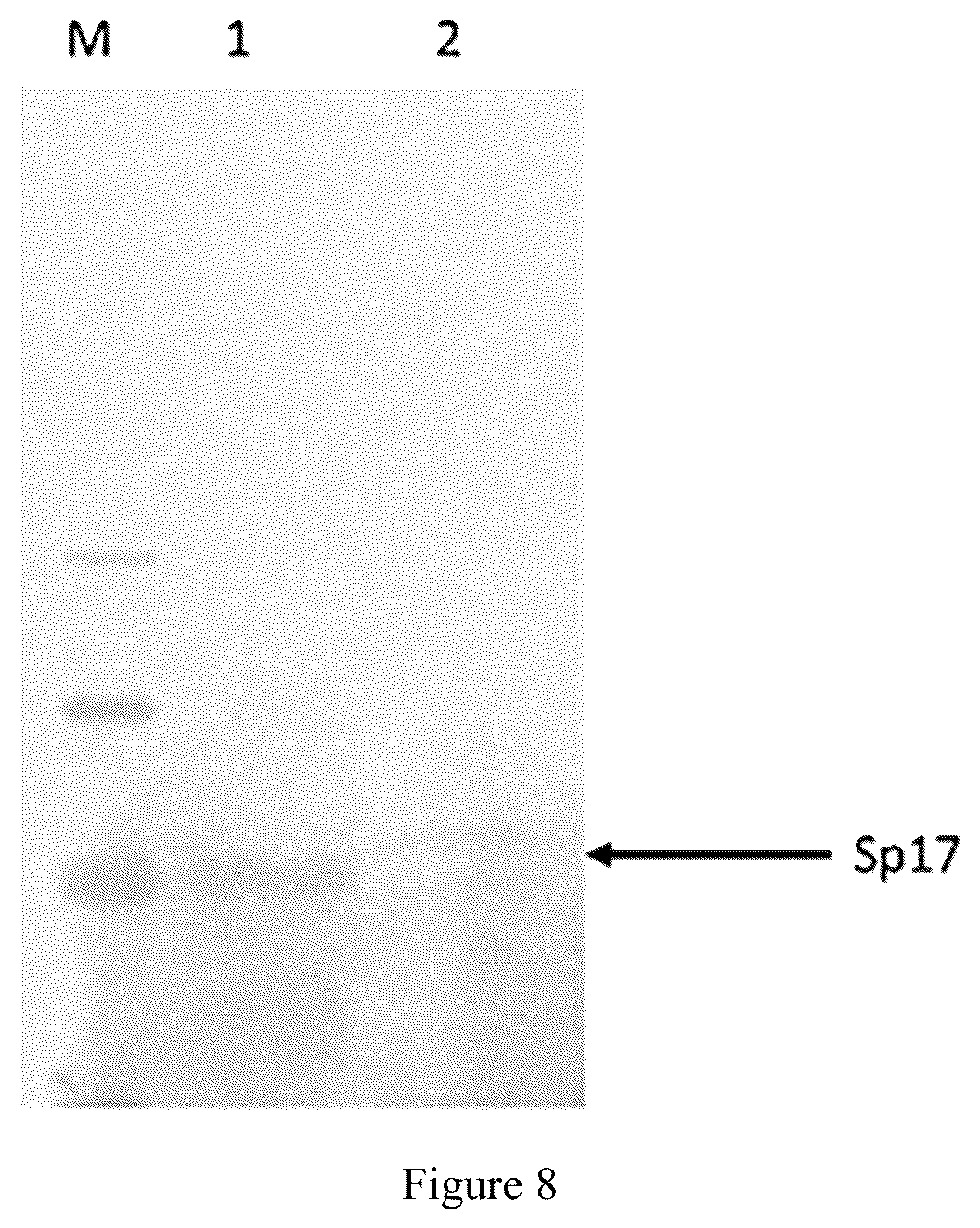 Patent US12319747 Figure 4 – Methods of using anti-SP17 immunotherapeutics