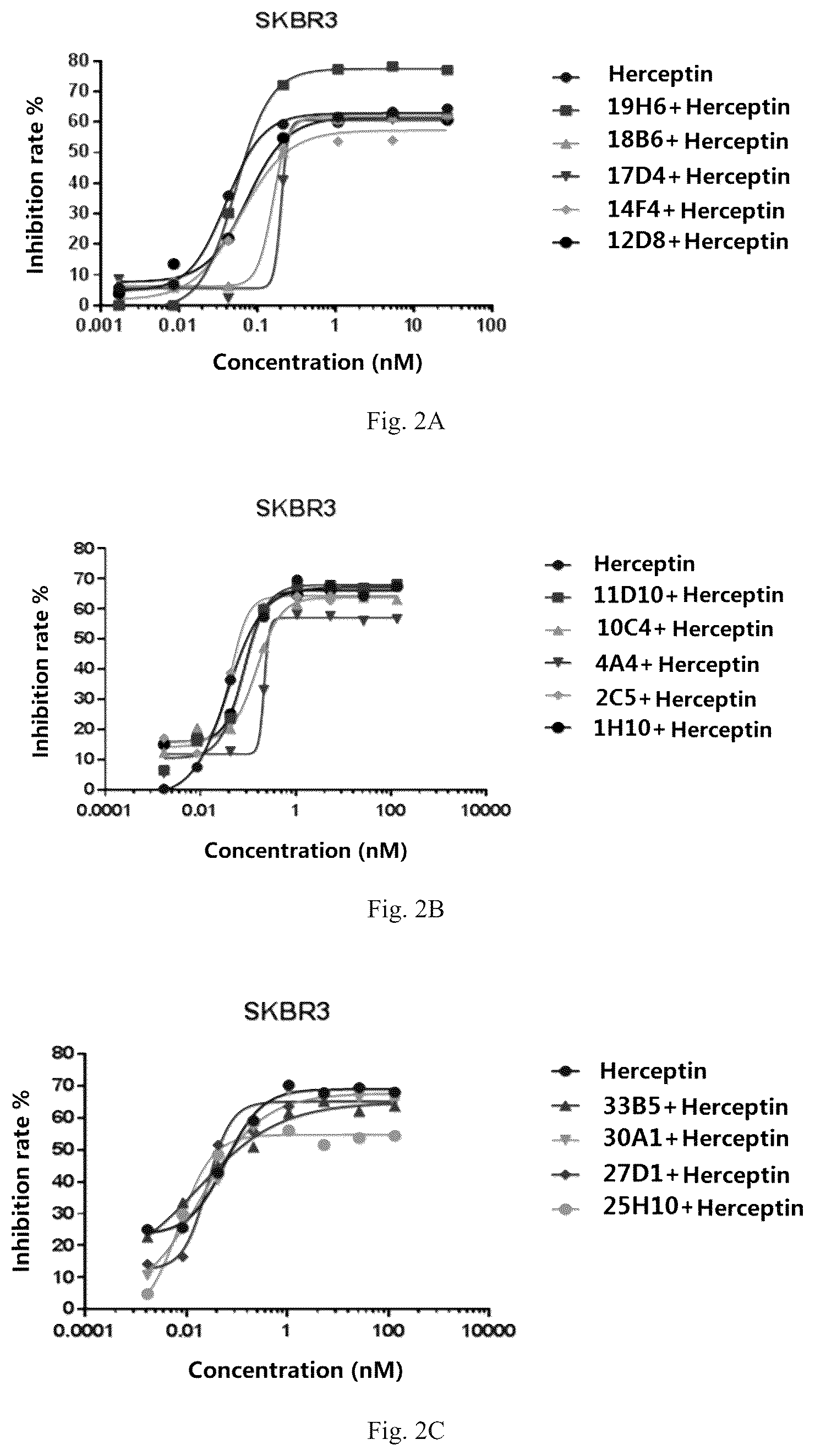 Patent US12319748 Figure 2 – Antibody binding to human HER2 and preparation method and use thereof