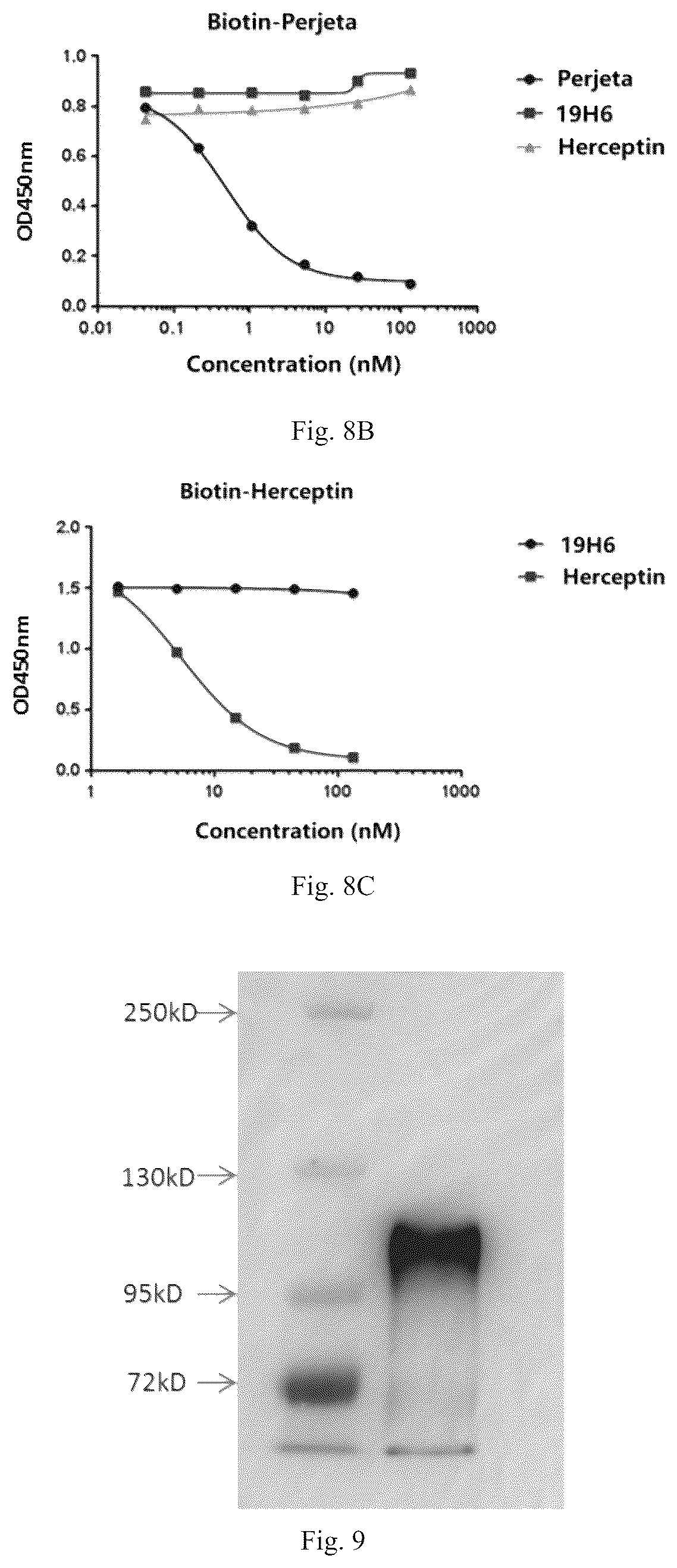 Patent US12319748 Figure 5 – Antibody binding to human HER2 and preparation method and use thereof