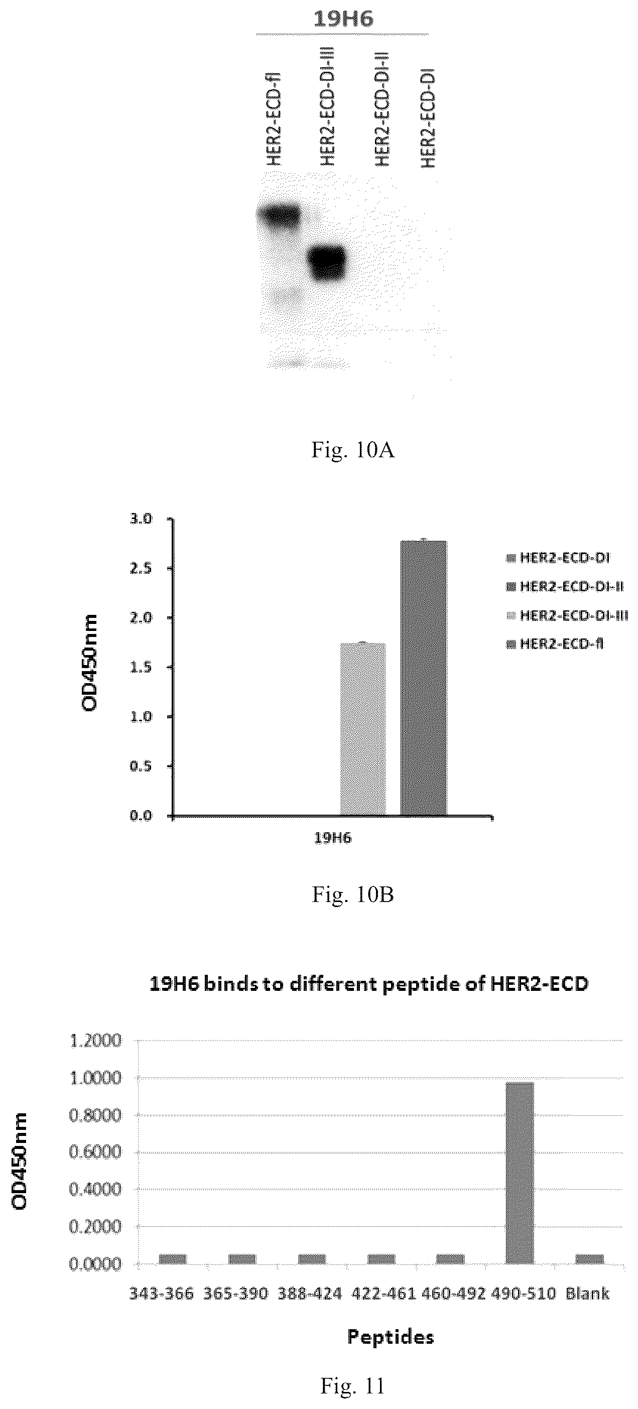 Patent US12319748 Figure 6 – Antibody binding to human HER2 and preparation method and use thereof