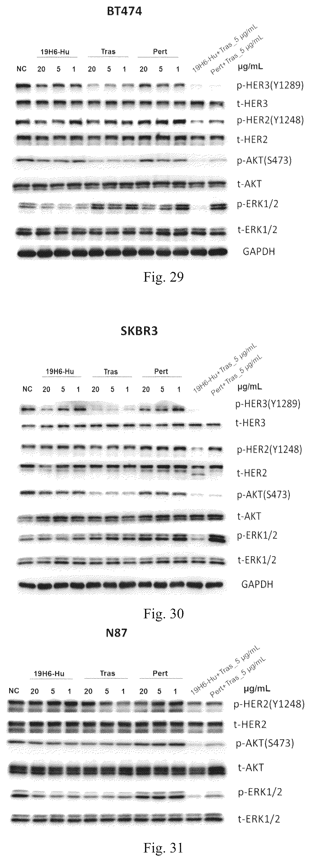 Patent US12319748 Figure 13 – Antibody binding to human HER2 and preparation method and use thereof