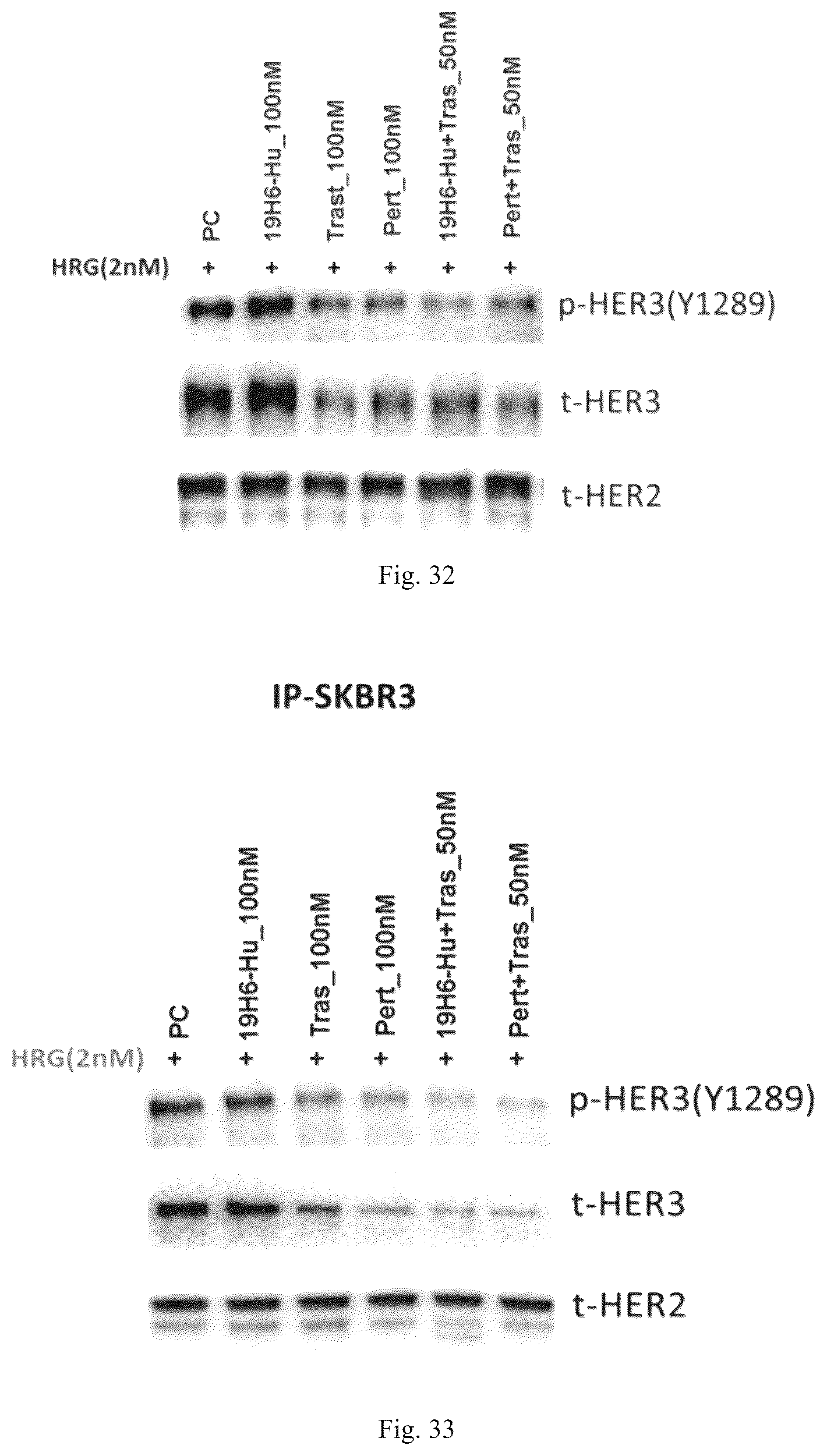 Patent US12319748 Figure 14 – Antibody binding to human HER2 and preparation method and use thereof