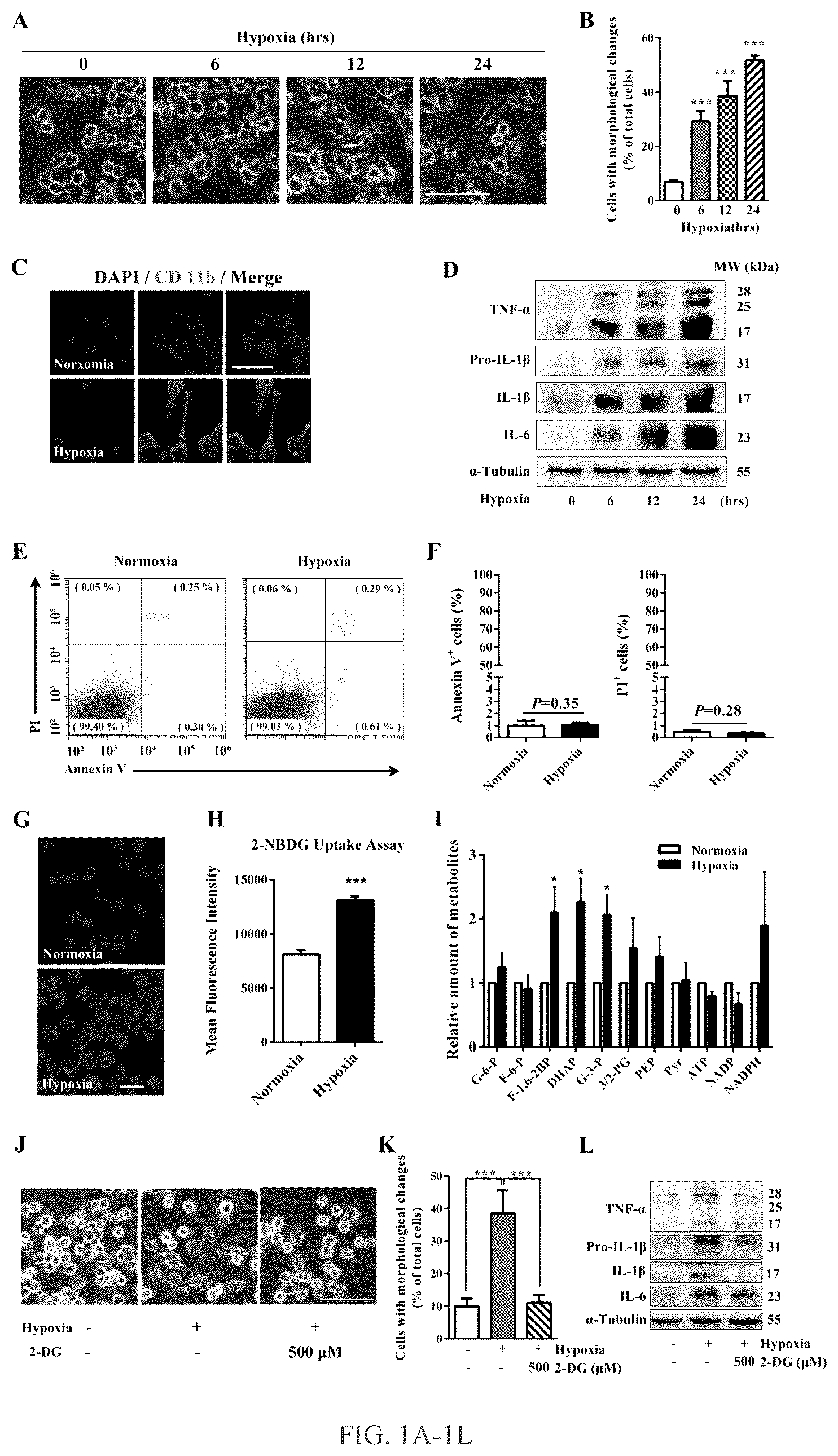 Patent US12319750 — Hexokinase 2-specific inhibitors for use in acute central nervous system injury — Figure 1