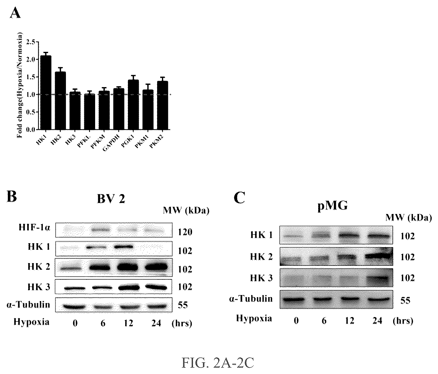 Patent US12319750 Figure 2 – Hexokinase 2-specific inhibitors for use in acute central nervous system injury