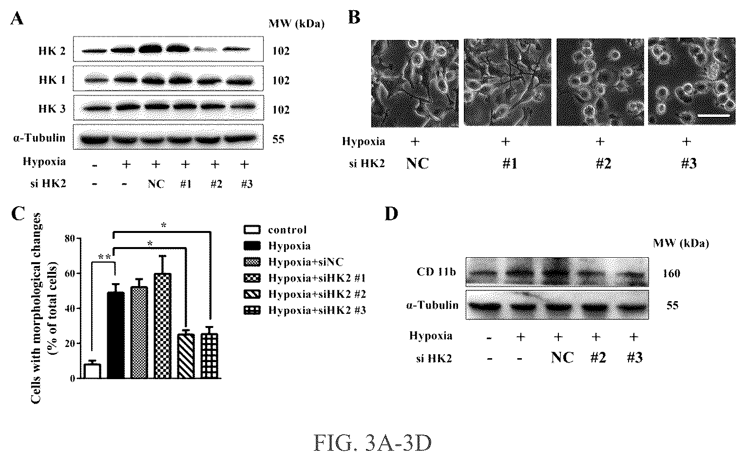 Patent US12319750 Figure 3 – Hexokinase 2-specific inhibitors for use in acute central nervous system injury
