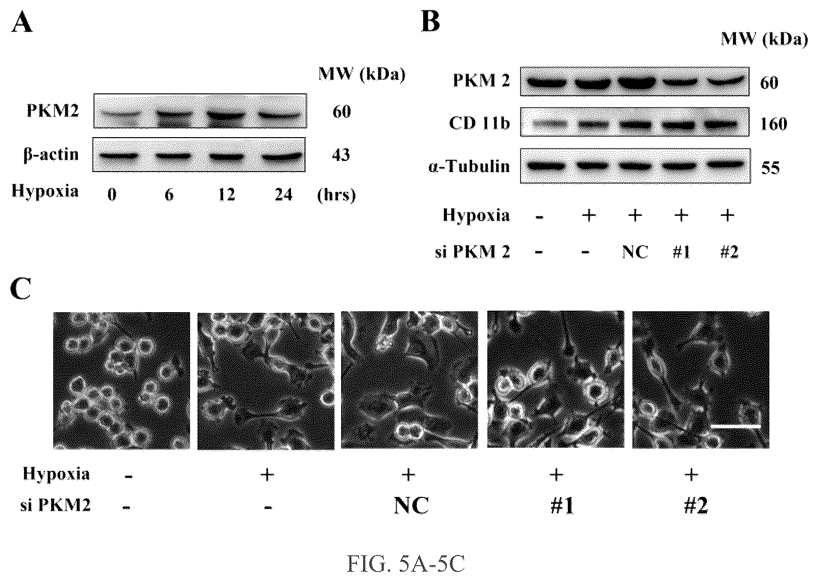 Patent US12319750 Figure 5 – Hexokinase 2-specific inhibitors for use in acute central nervous system injury