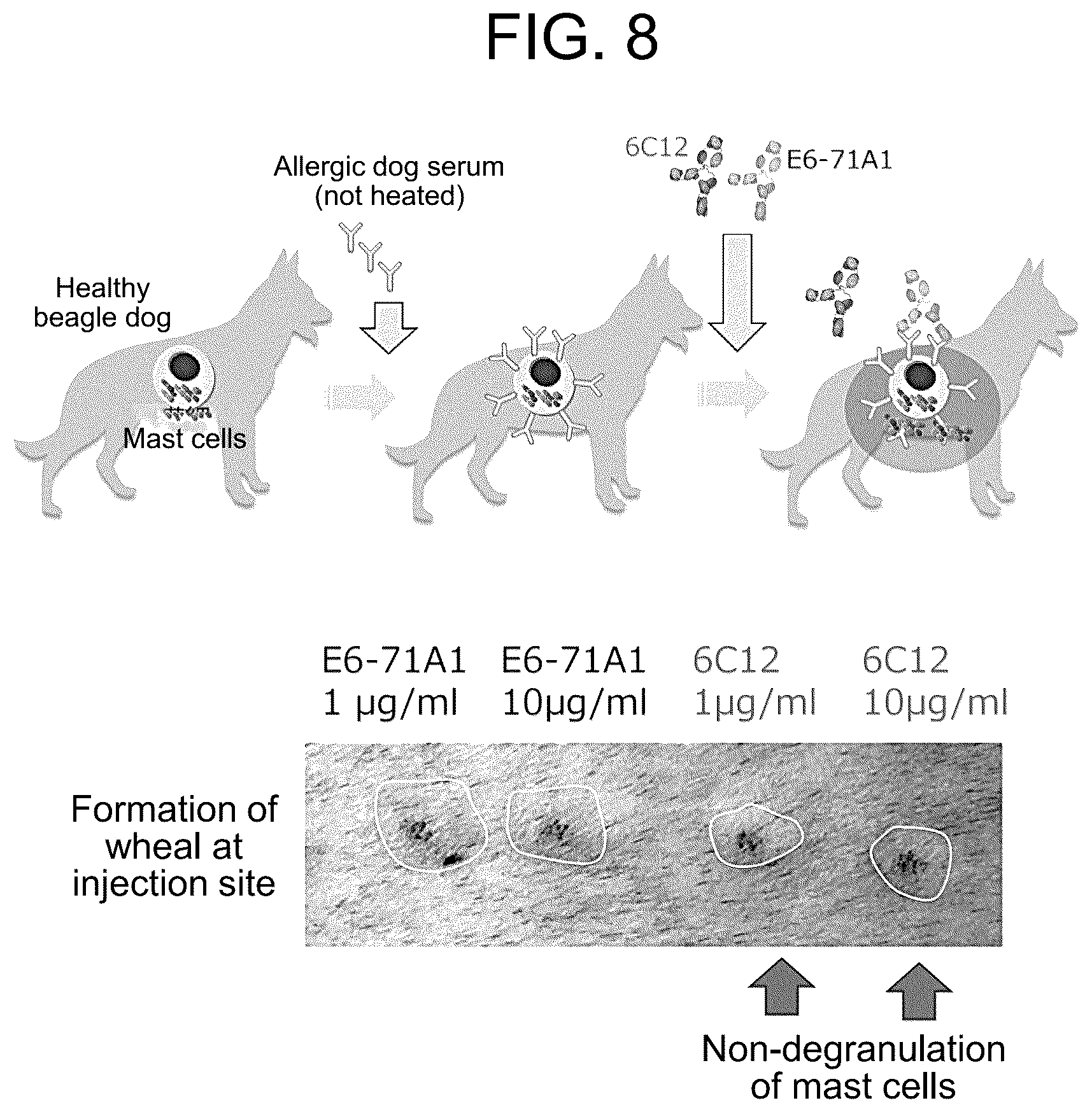 Patent US12319751 Figure 8 – Anti-IgE antibody specifically binding to membrane-bound IgE antibody of IgE antibody-producing B cells and method for diagnosing and treating allergic symptoms using the same