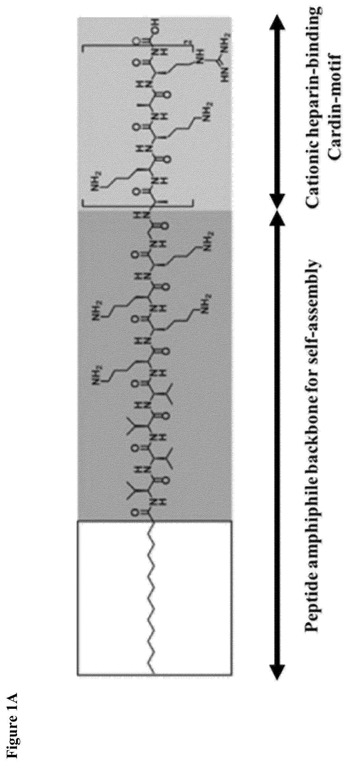 Patent US12319752 Figure 1 – Heparin-binding cationic peptide self-assembling peptide amphiphiles useful against drug-resistant bacteria