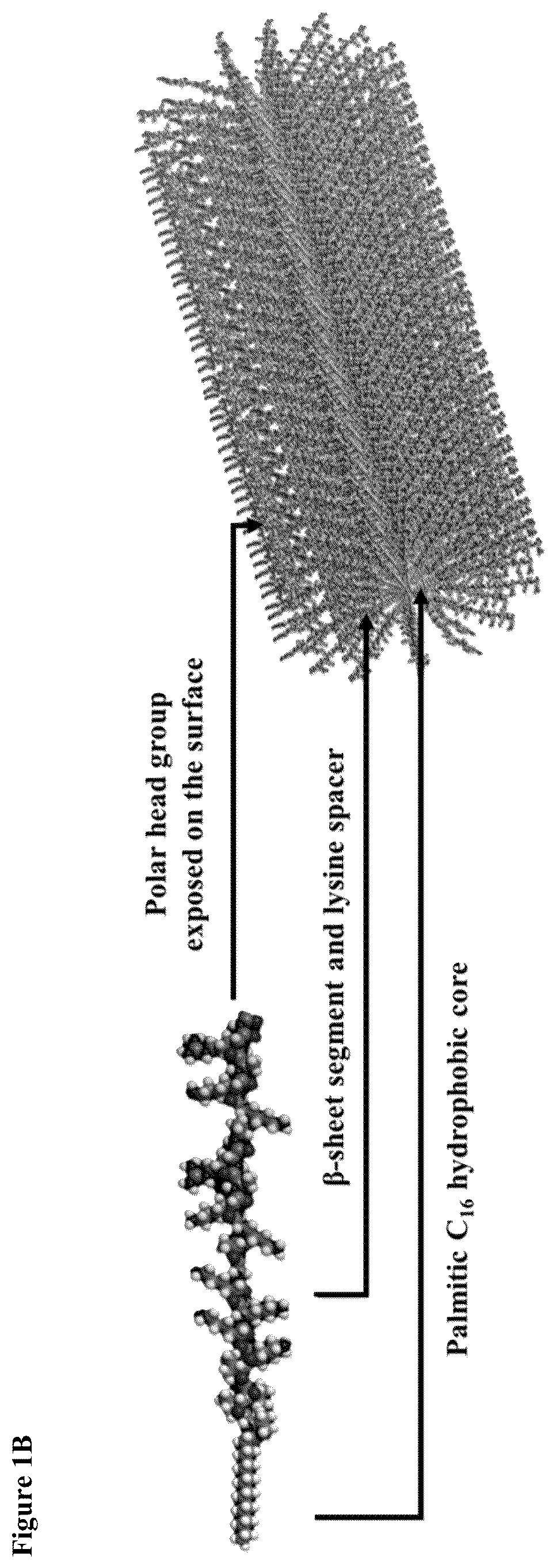 Patent US12319752 Figure 2 – Heparin-binding cationic peptide self-assembling peptide amphiphiles useful against drug-resistant bacteria