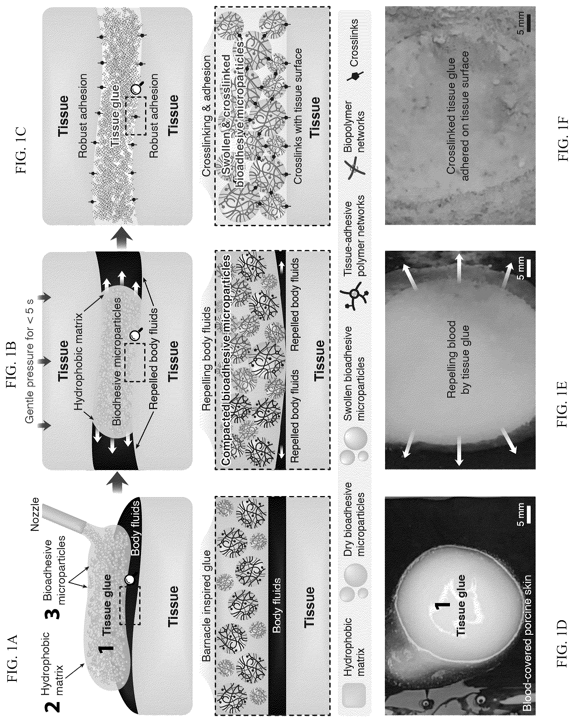 Patent US12319844 Figure 1 – Body fluid resistant tissue adhesives