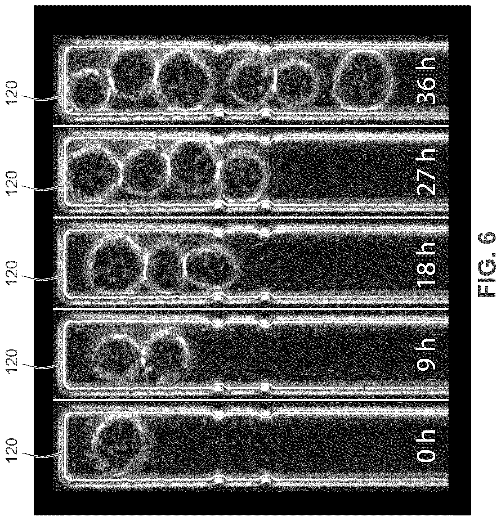Patent US12319901 Figure 9 – Isolating live cells after high-throughput, long-term, time-lapse microscopy