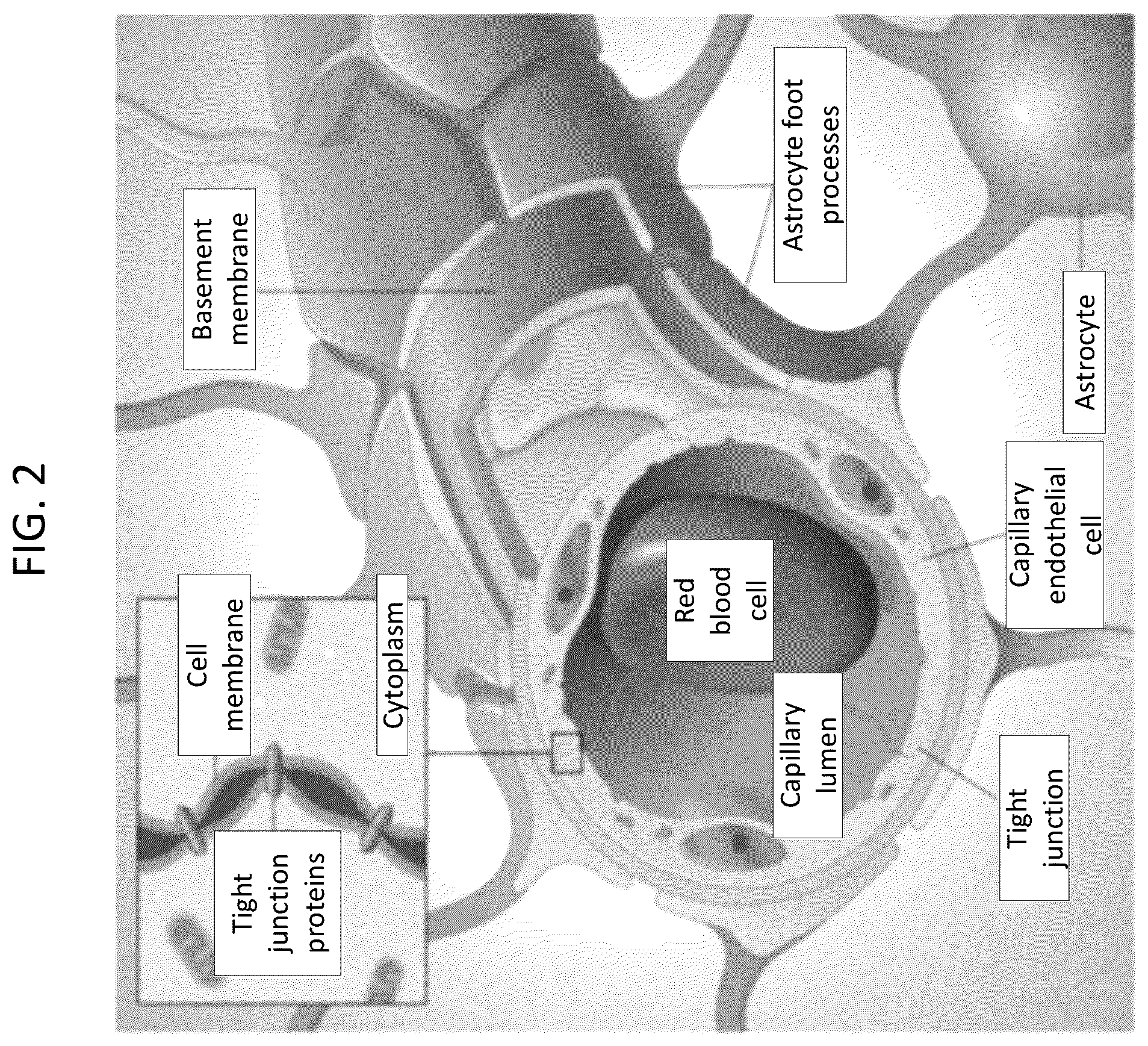 Patent US12319903 Figure 2 – Elastically deformable components and assemblies for use in cellular assays
